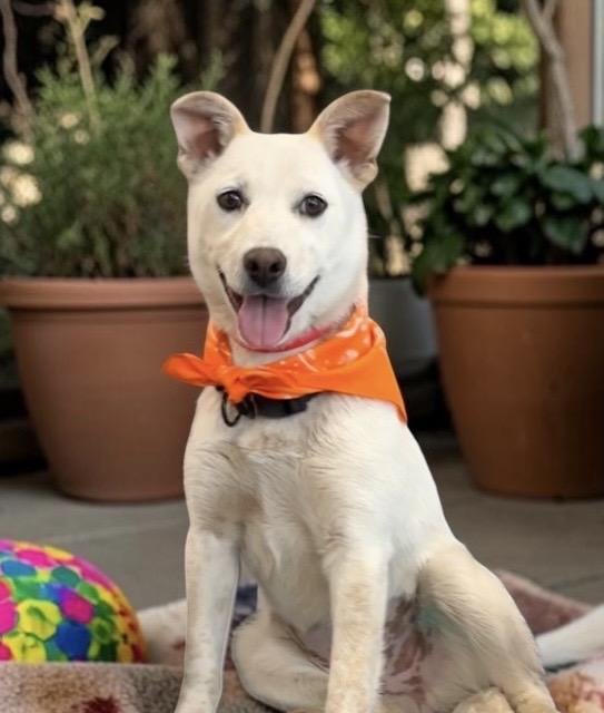 Enlarge Noelle, a ADOPTABLE mixed breed in Perry, IA image 2/5