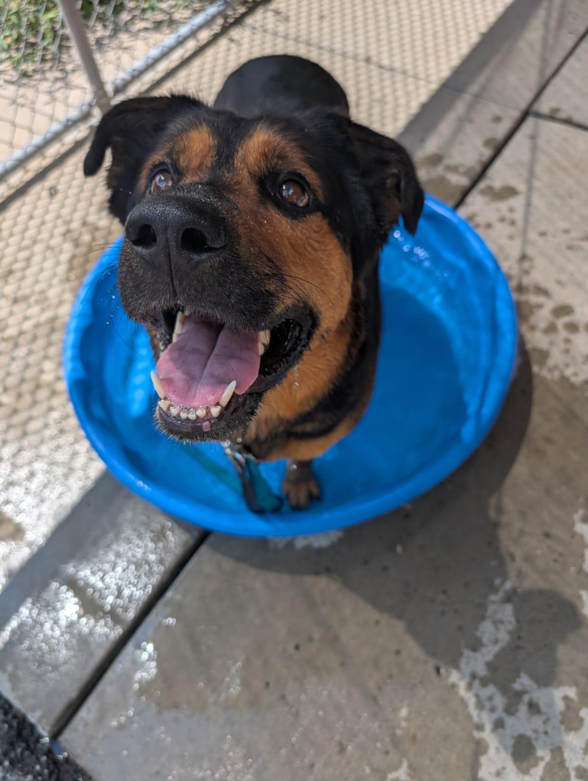 Enlarge Firecracker, a Adoptable mixed breed in Renfrew, PA image 2/6