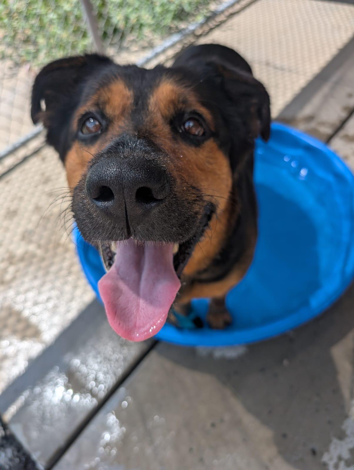 Enlarge Firecracker, a Adoptable mixed breed in Renfrew, PA image 3/6