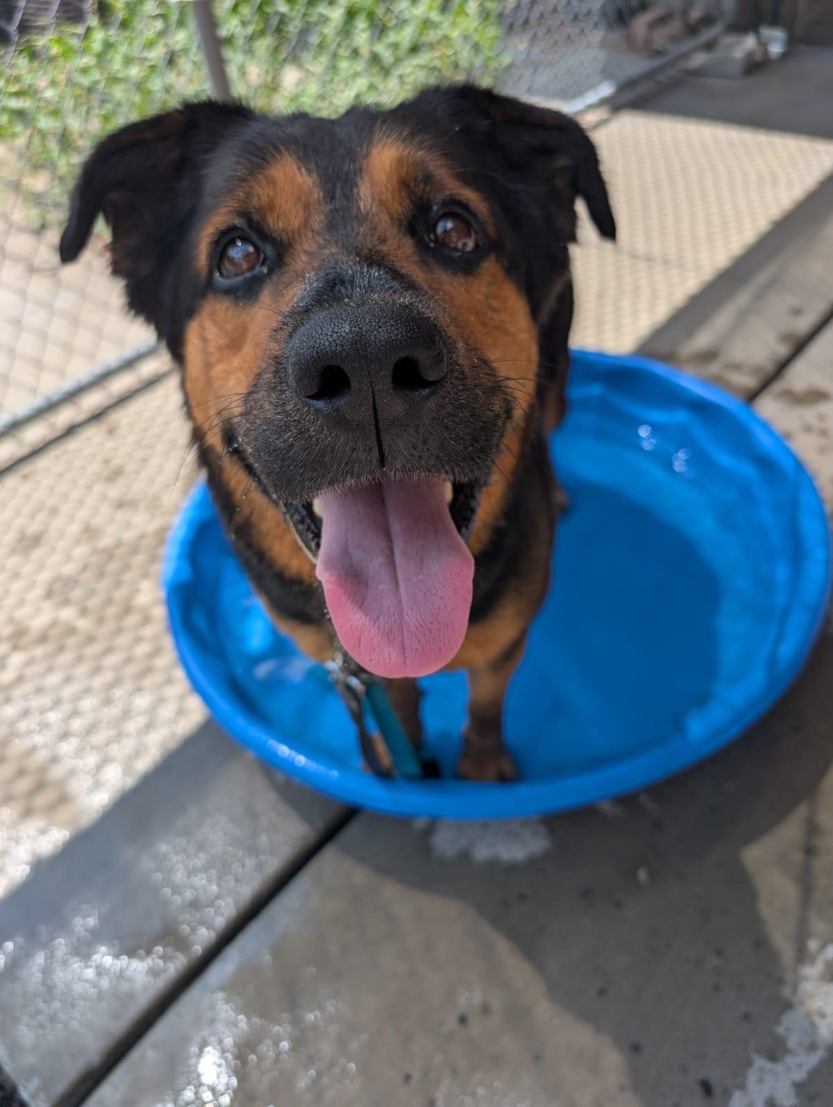 Enlarge Firecracker, a Adoptable mixed breed in Renfrew, PA image 6/6