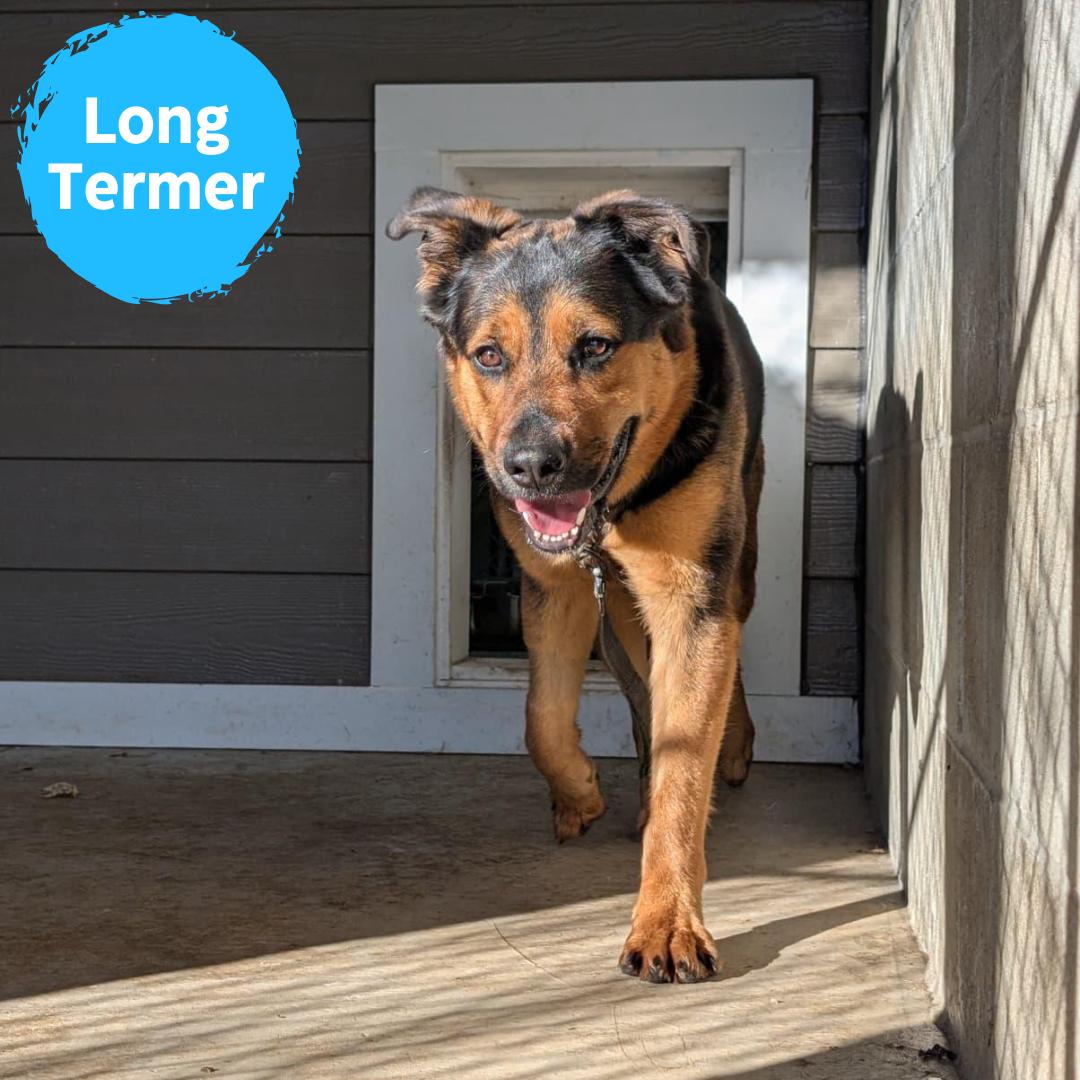 Enlarge Firecracker, a Adoptable mixed breed in Renfrew, PA image 1/6