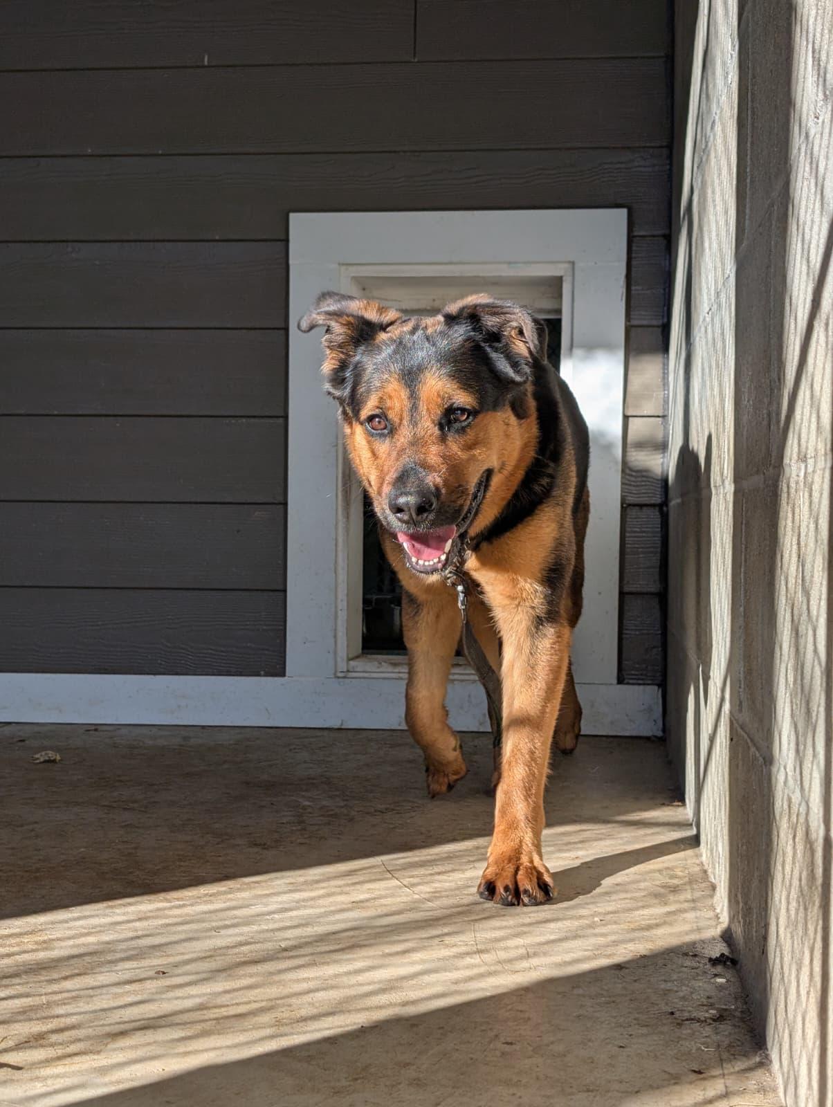 Enlarge Firecracker, a Adoptable mixed breed in Renfrew, PA image 4/6
