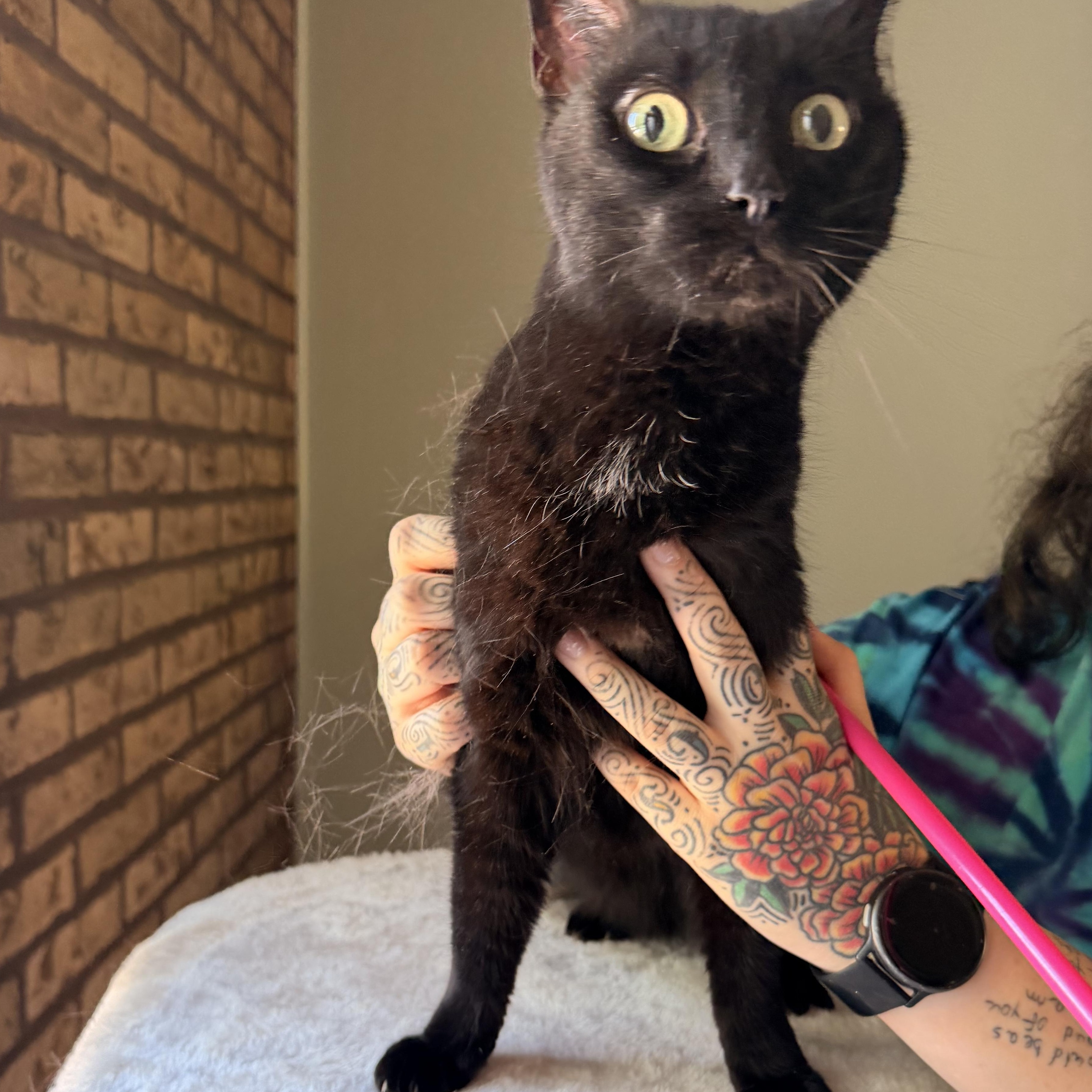 Lucy, ADOPTABLE, Adult Female Domestic Short Hair.