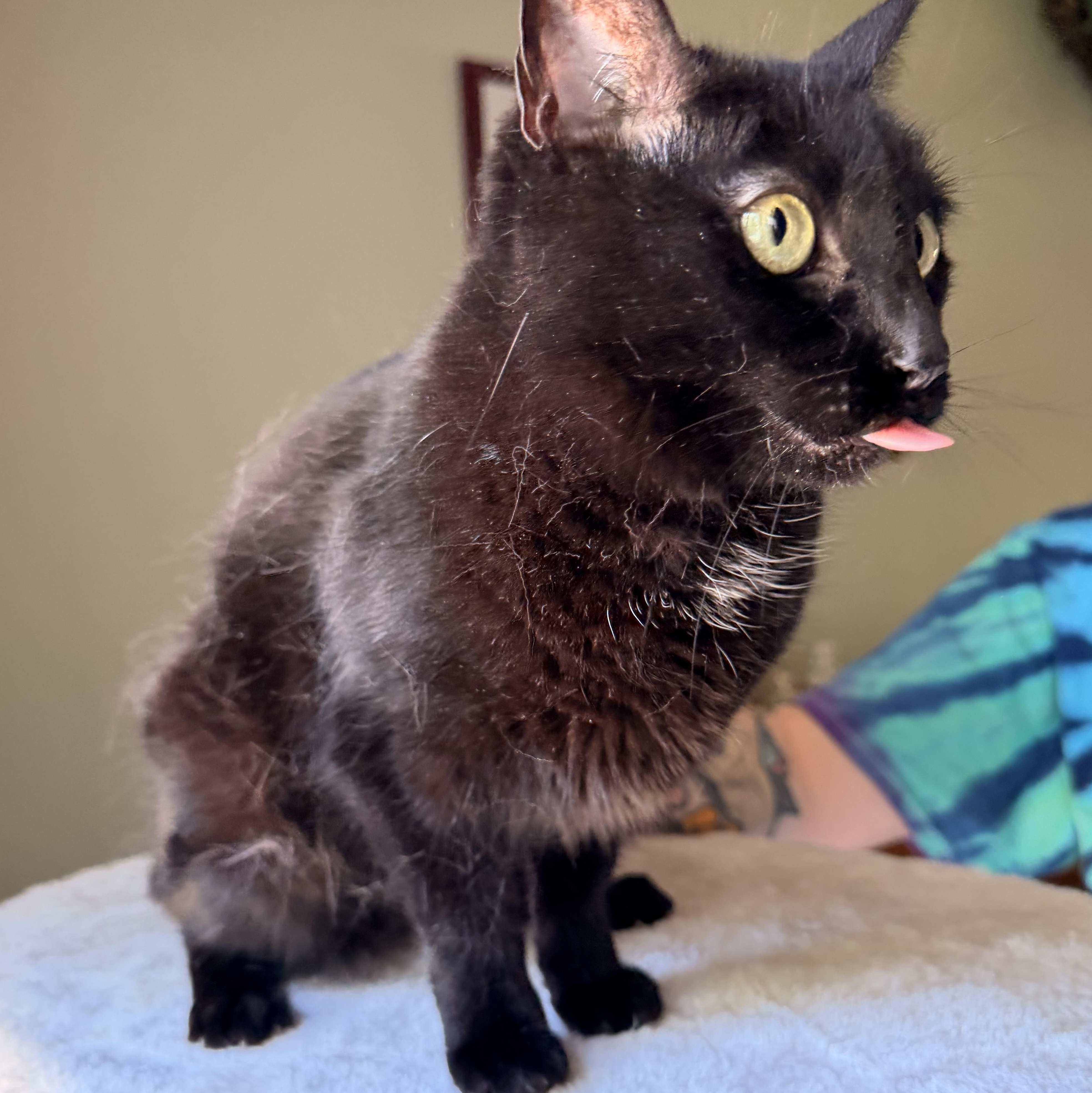 Lucy, a ADOPTABLE mixed breed in Scranton, PA image 2/6