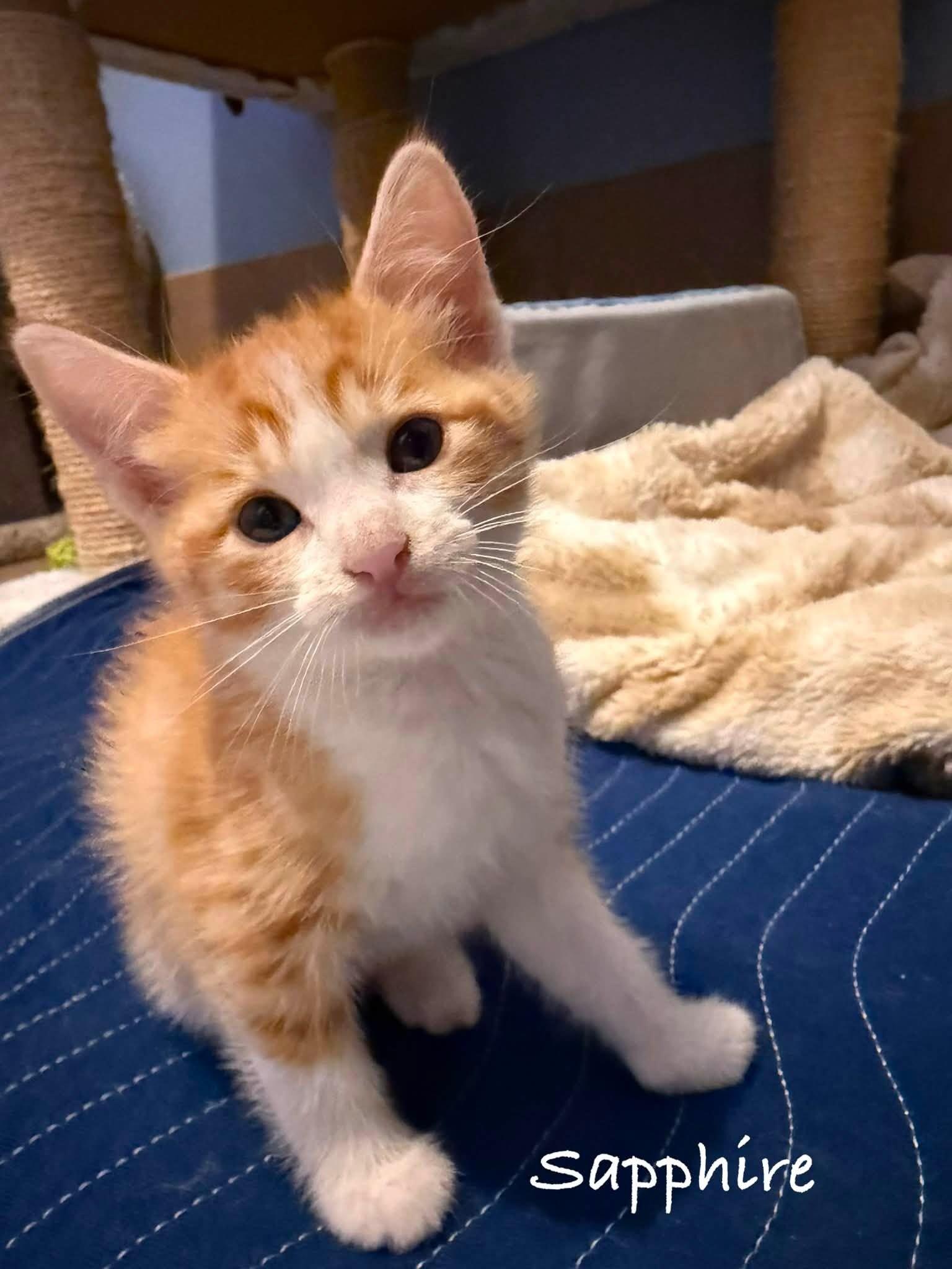 Enlarge Sapphire, a Adoptable Domestic Short Hair in Belton, MO image 1/2