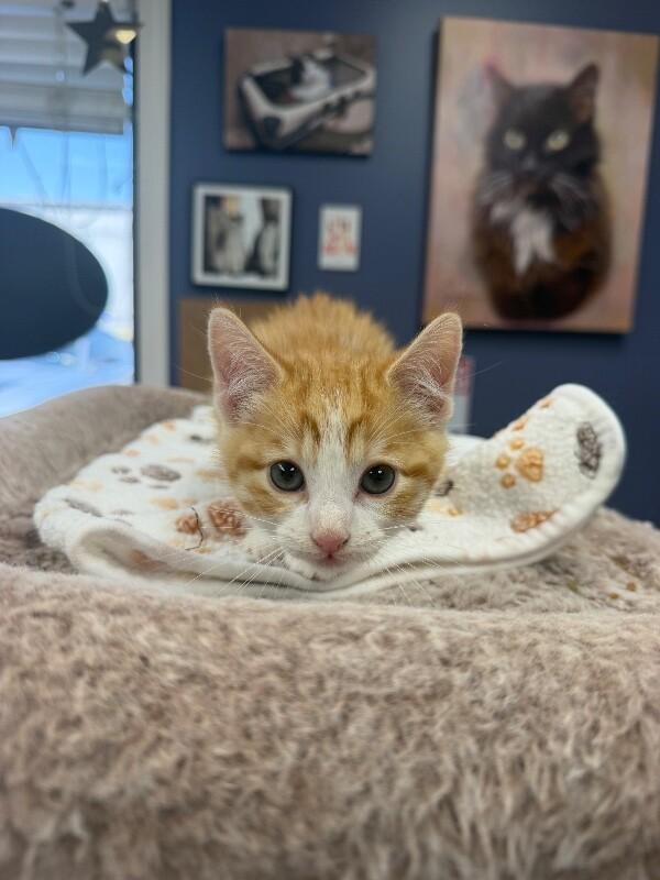 Enlarge Sapphire, a Adoptable Domestic Short Hair in Belton, MO image 2/2
