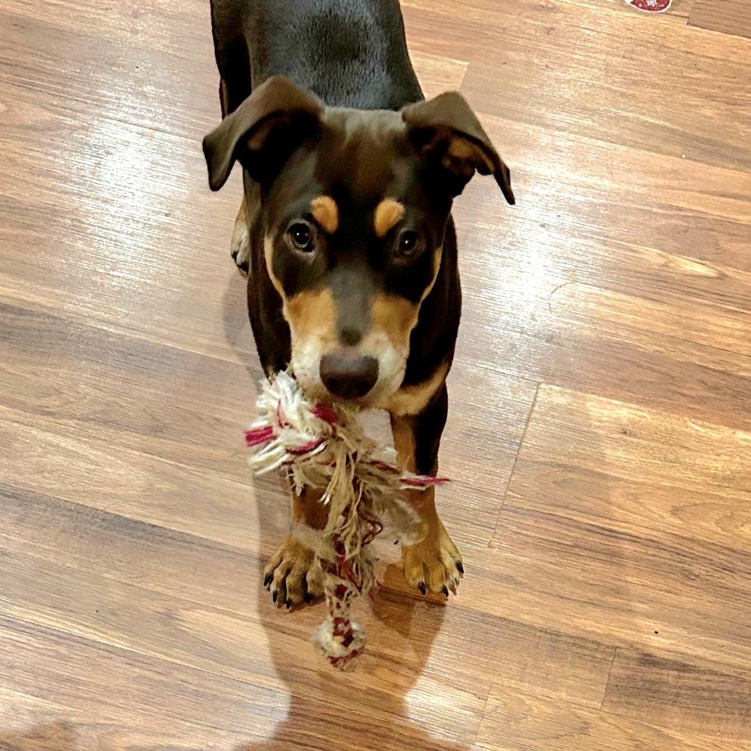 Coley — thumbnail 4