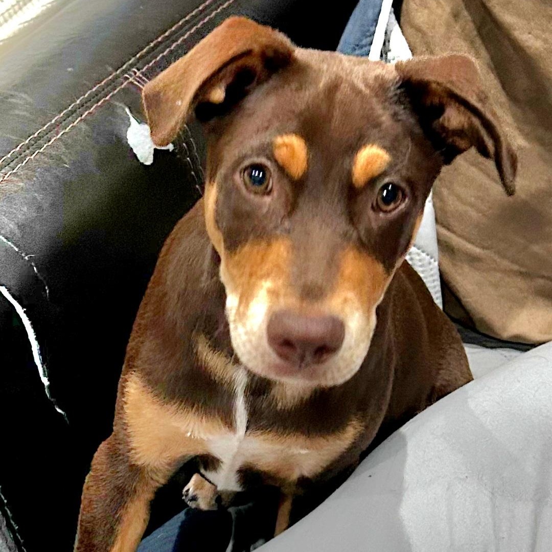 Coley — thumbnail 5