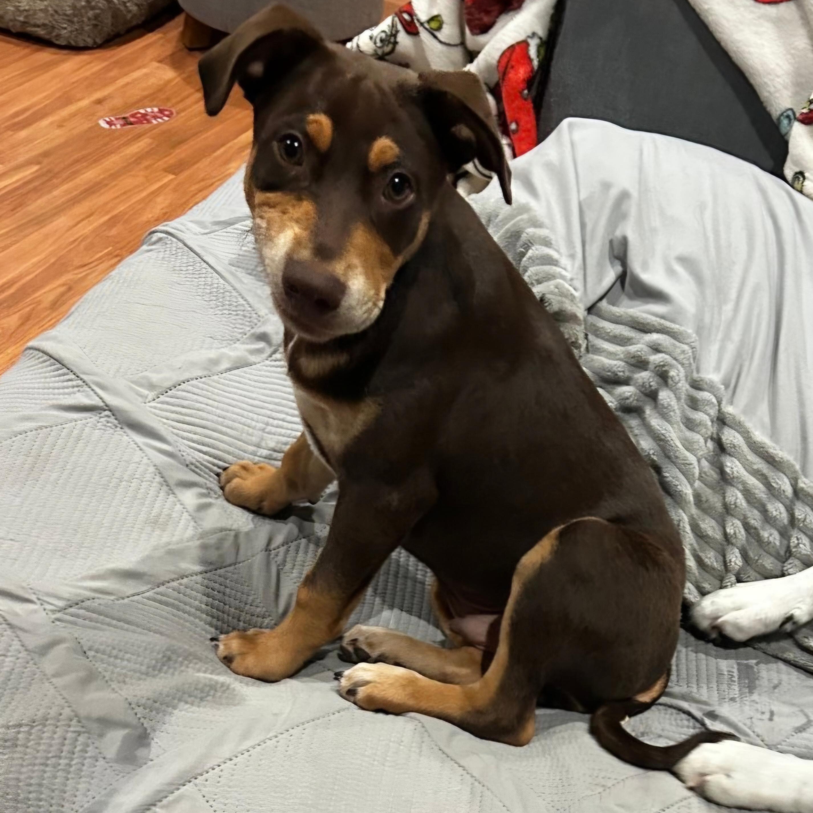 Coley — thumbnail 6