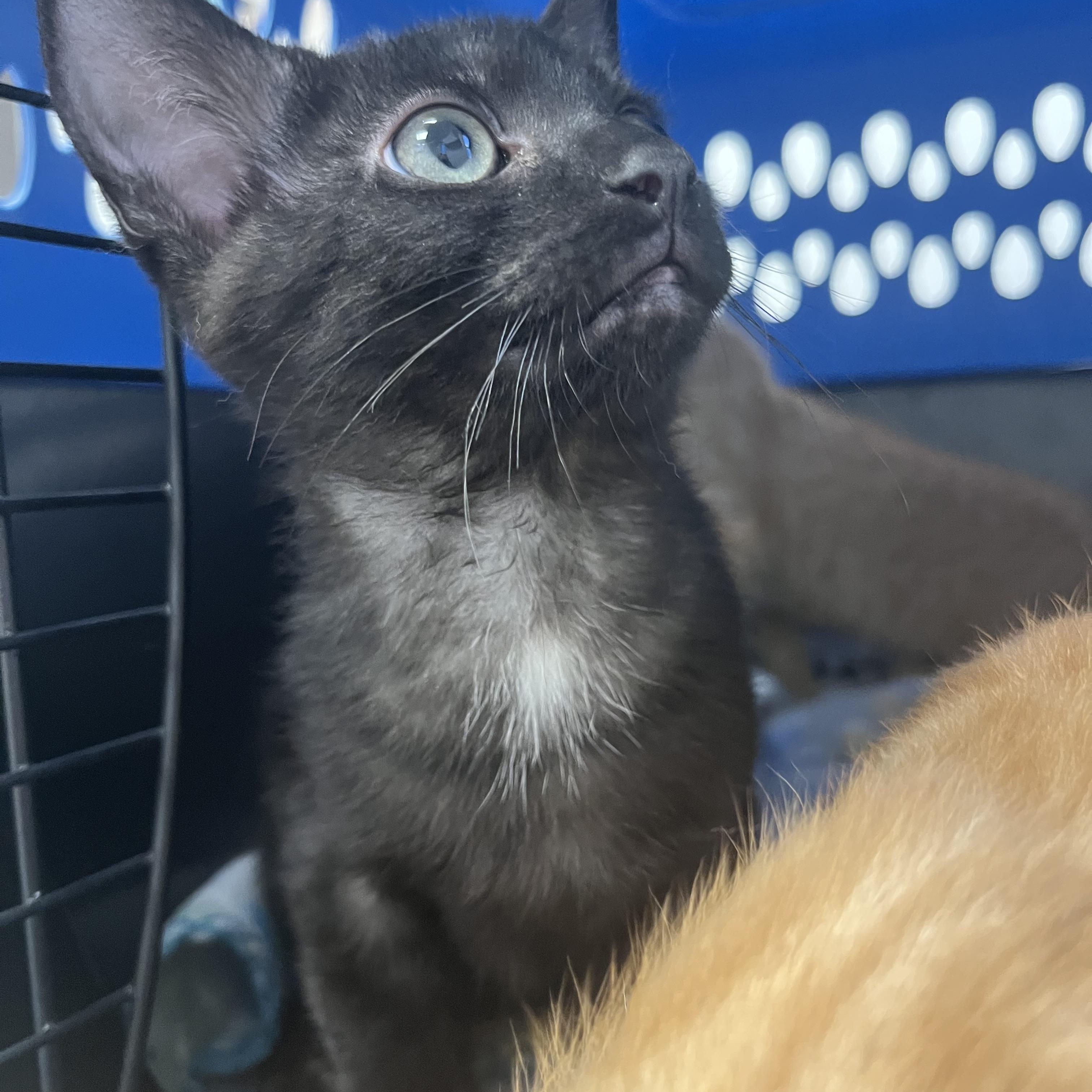 Simon, adopted, Kitten Male Domestic Short Hair.