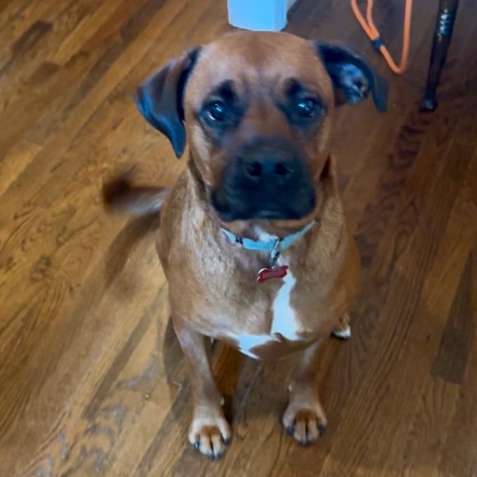 Ruby, a Adoptable mixed breed in Olathe, KS image 1/6