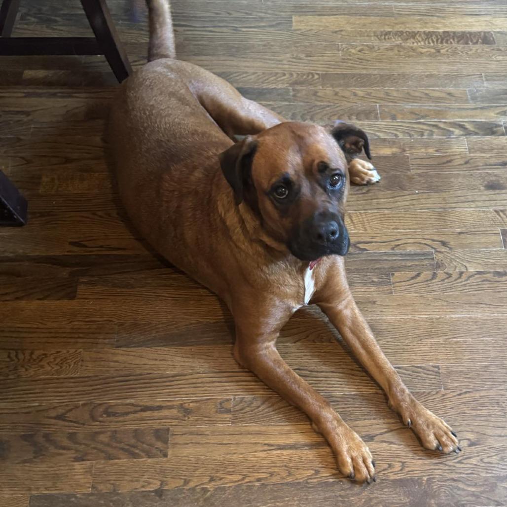 Ruby, Adoptable, Adult Female Boxer & Mixed Breed.