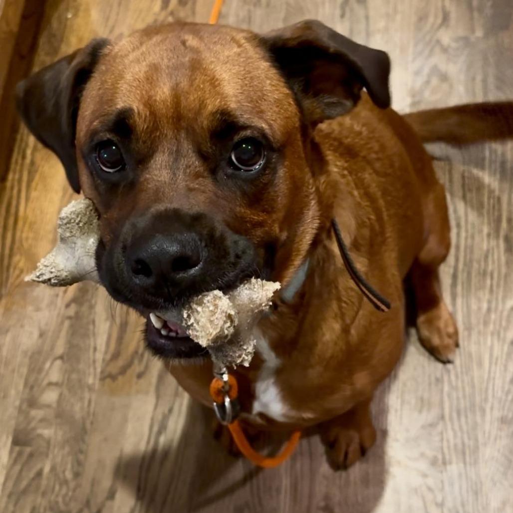 Ruby, a Adoptable mixed breed in Olathe, KS image 3/6