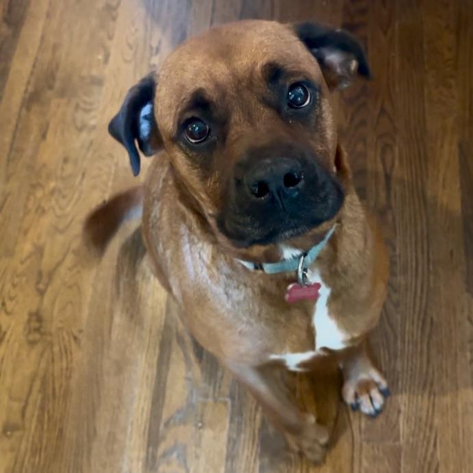 Ruby, a Adoptable mixed breed in Olathe, KS image 4/6