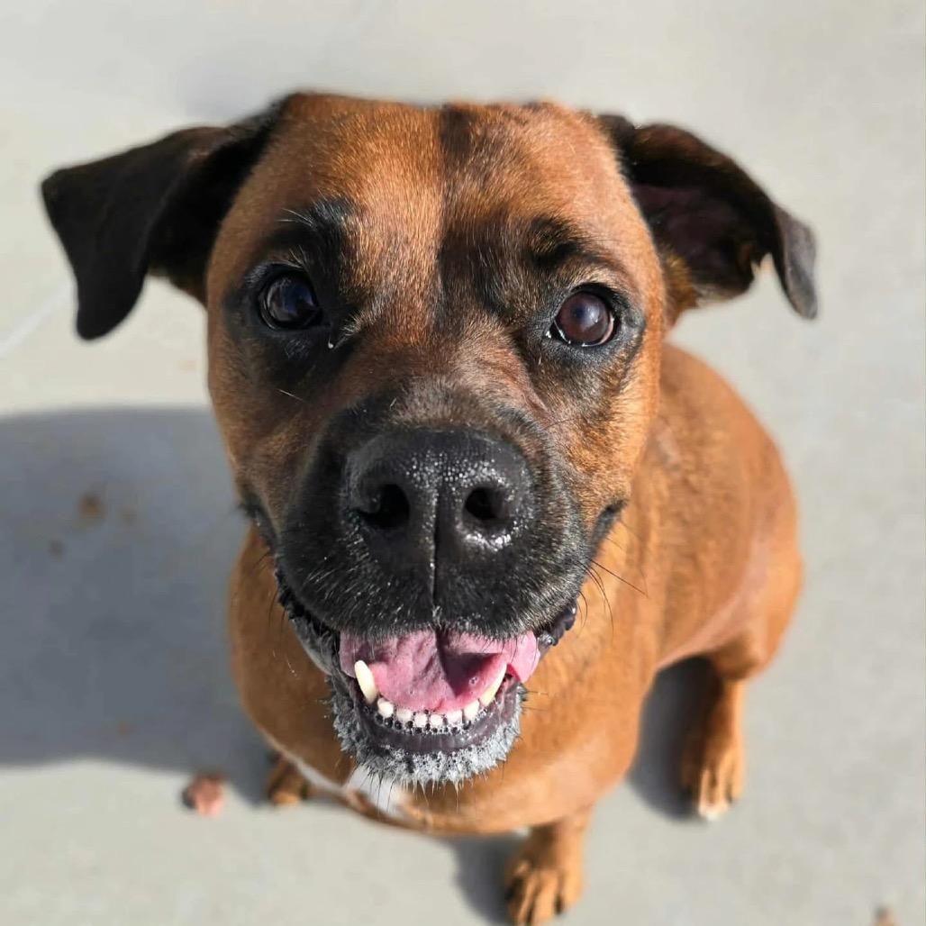 Ruby, a Adoptable mixed breed in Olathe, KS image 5/6