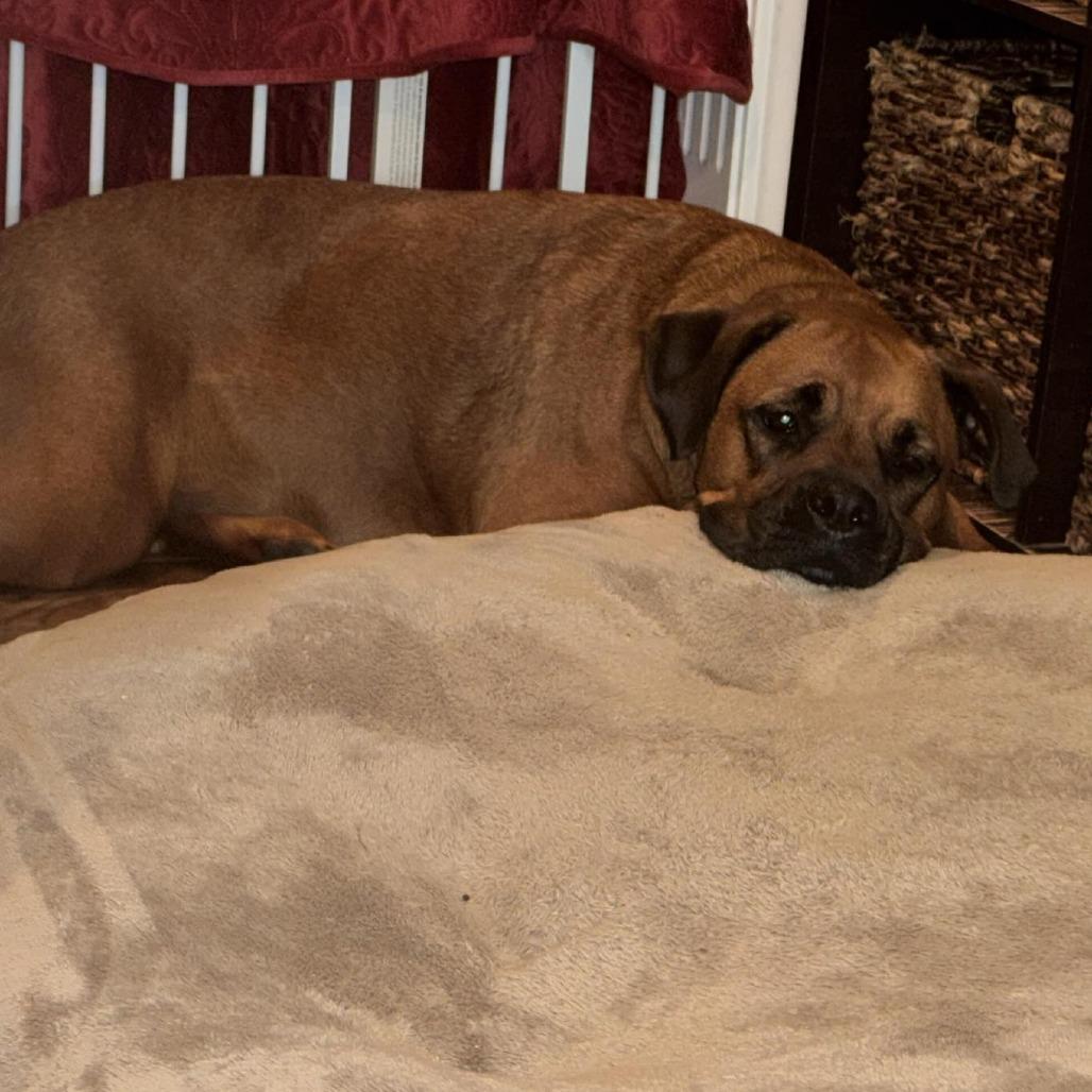 Ruby, a Adoptable mixed breed in Olathe, KS image 6/6