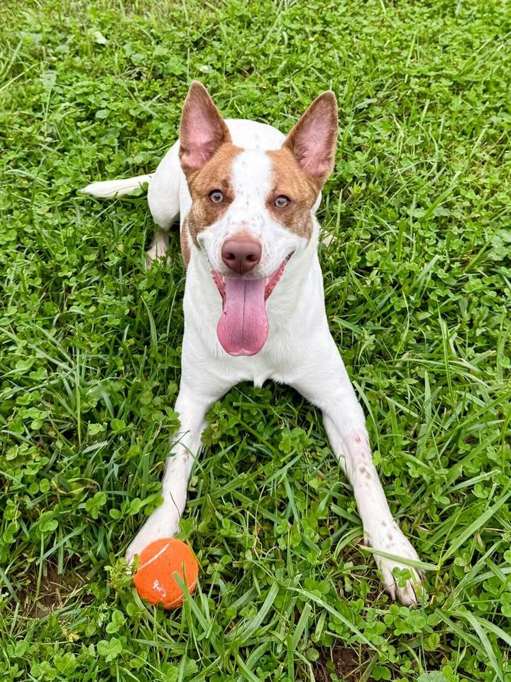 Tizzy, Adopted, Adult Female Mixed Breed.