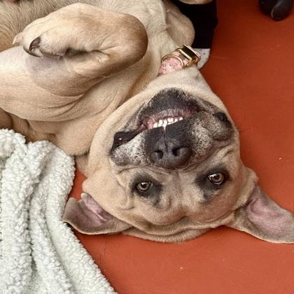 Enlarge Ester, a ADOPTABLE mixed breed in Red Bluff, CA image 5/5