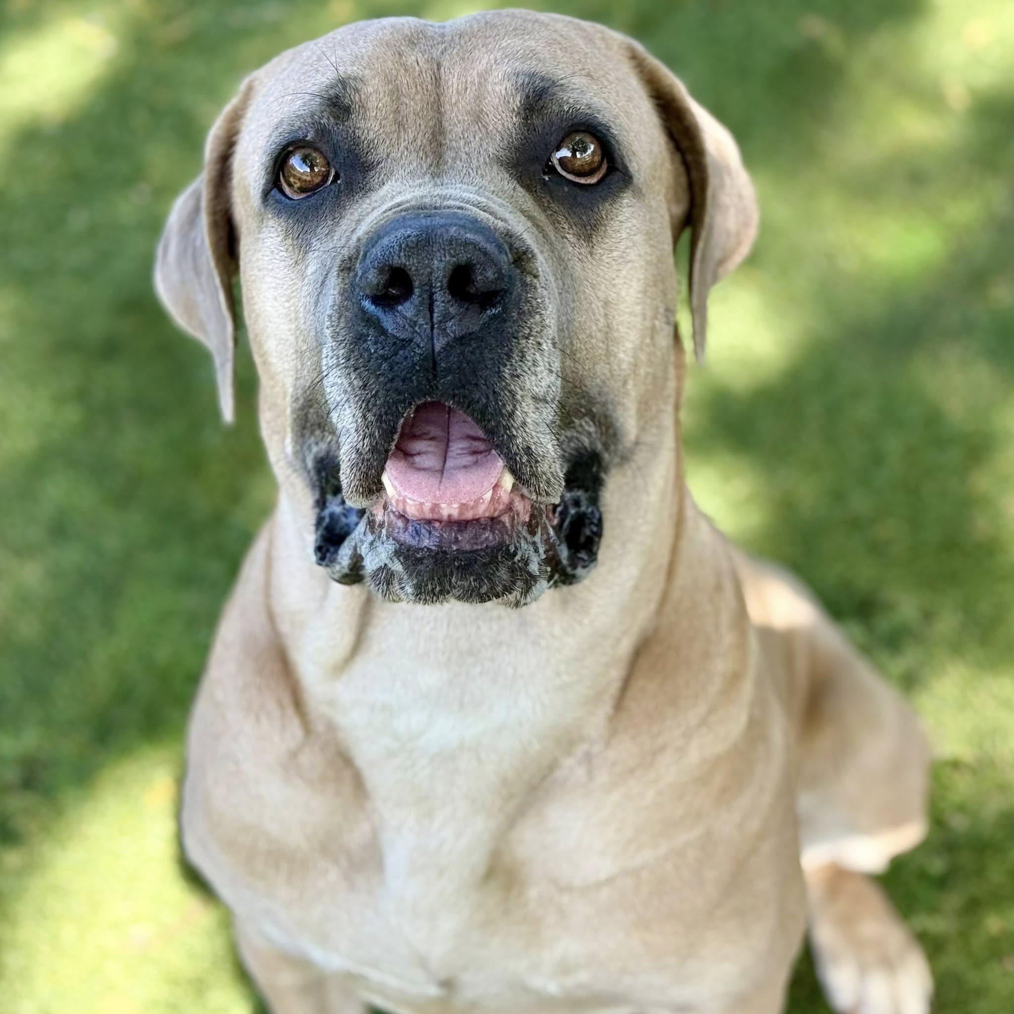 Ester, ADOPTABLE, Young Female Cane Corso.