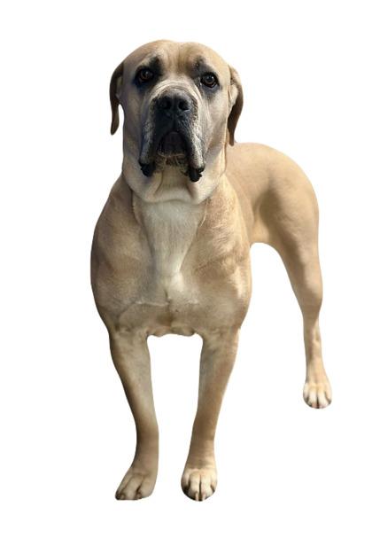 Enlarge Ester, a ADOPTABLE mixed breed in Red Bluff, CA image 4/5