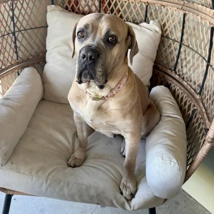 Enlarge Ester, a ADOPTABLE mixed breed in Red Bluff, CA image 2/5