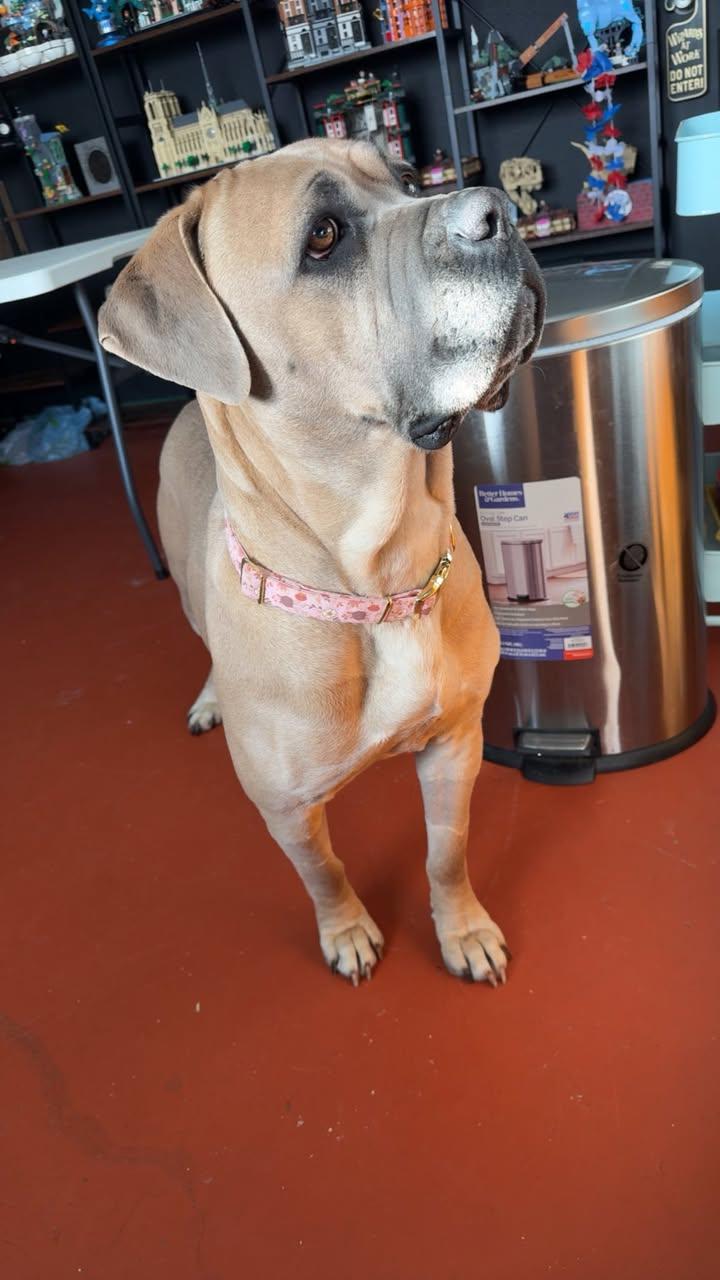 Enlarge Ester, a ADOPTABLE mixed breed in Red Bluff, CA image 3/5