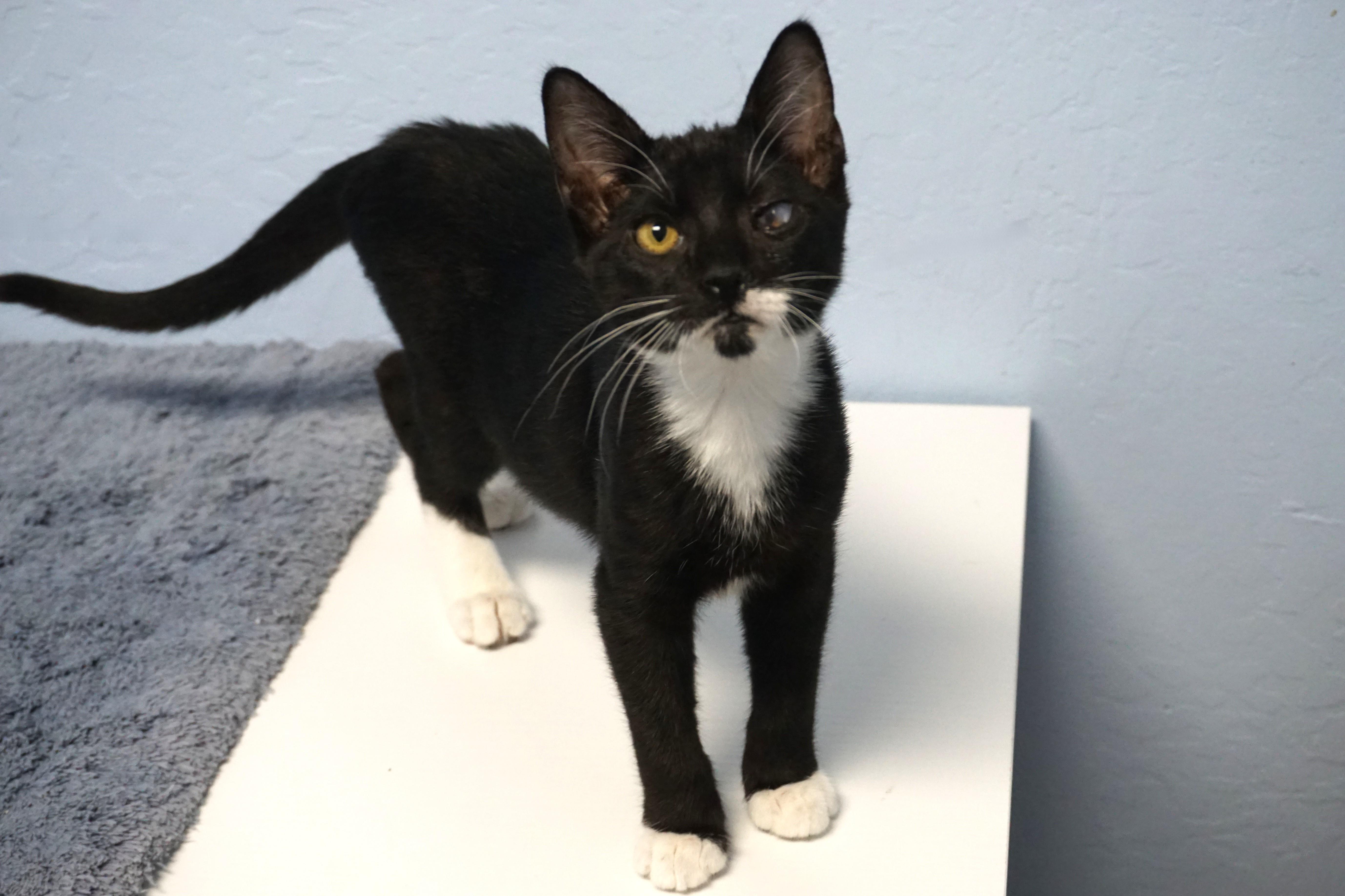 Enlarge Rigo, a Adoptable Domestic Short Hair in Fountain Hills, AZ image 5/6
