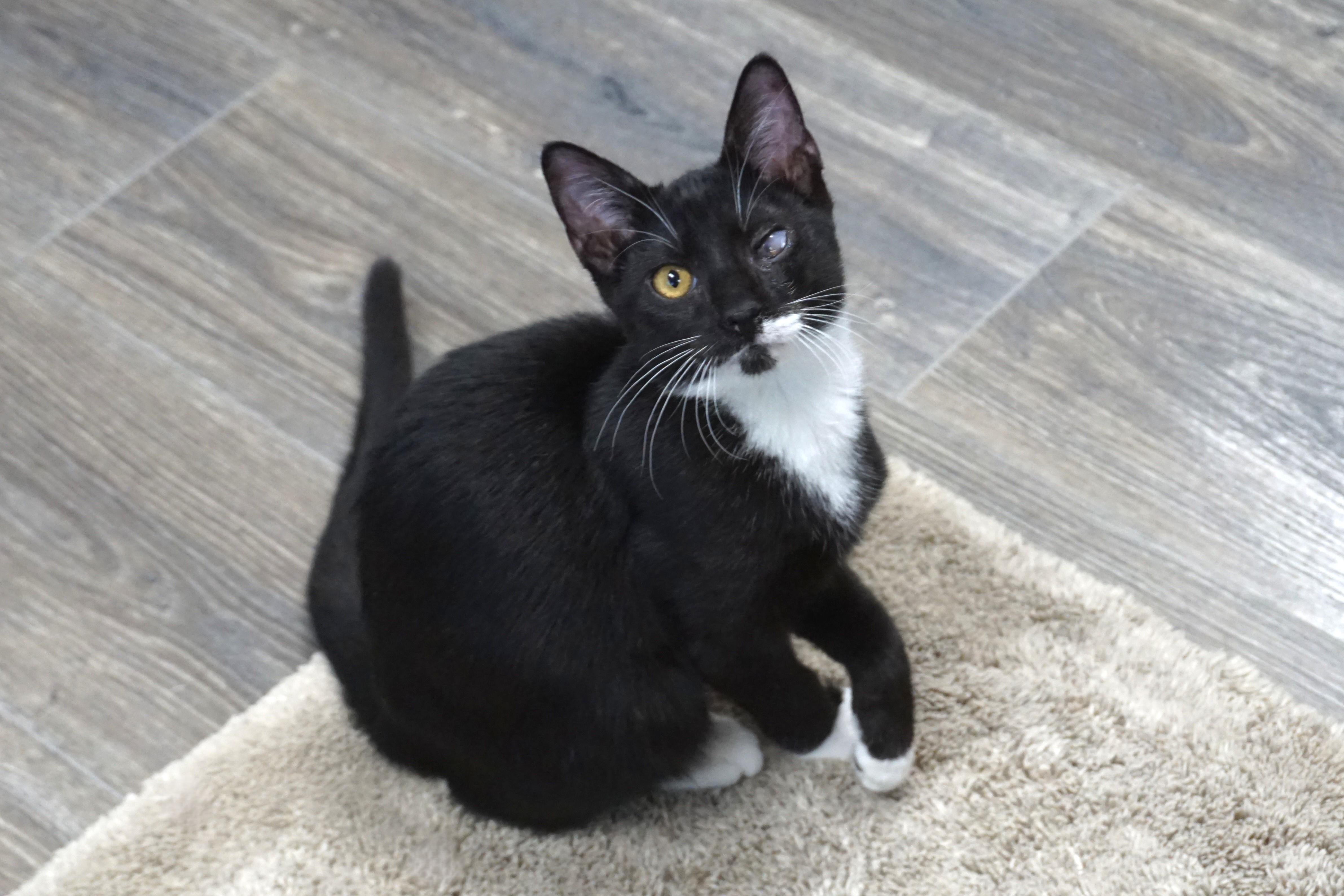 Enlarge Rigo, a Adoptable Domestic Short Hair in Fountain Hills, AZ image 3/6