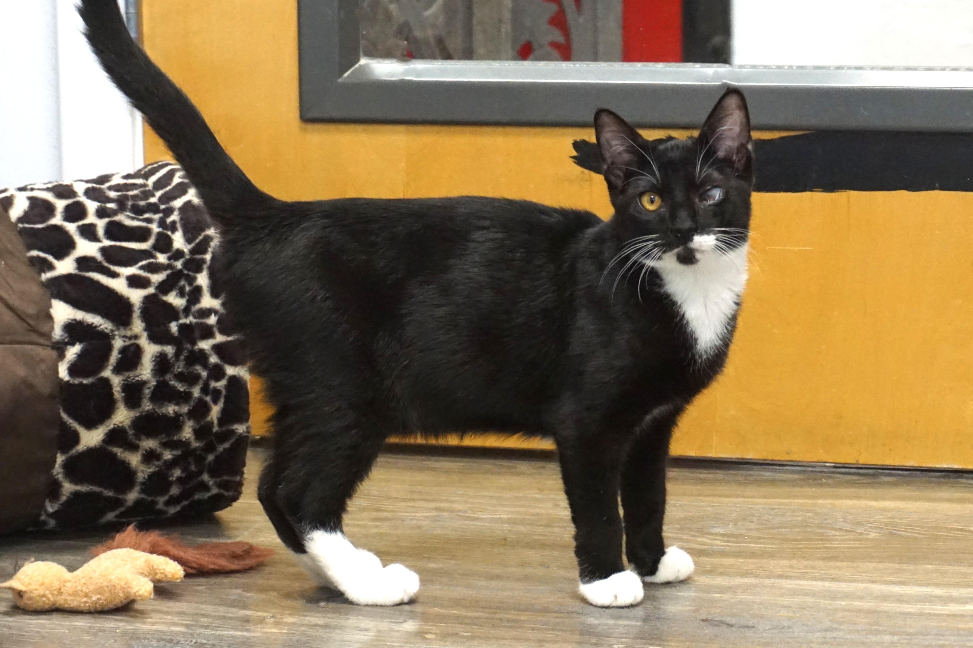 Enlarge Rigo, a Adoptable Domestic Short Hair in Fountain Hills, AZ image 2/6