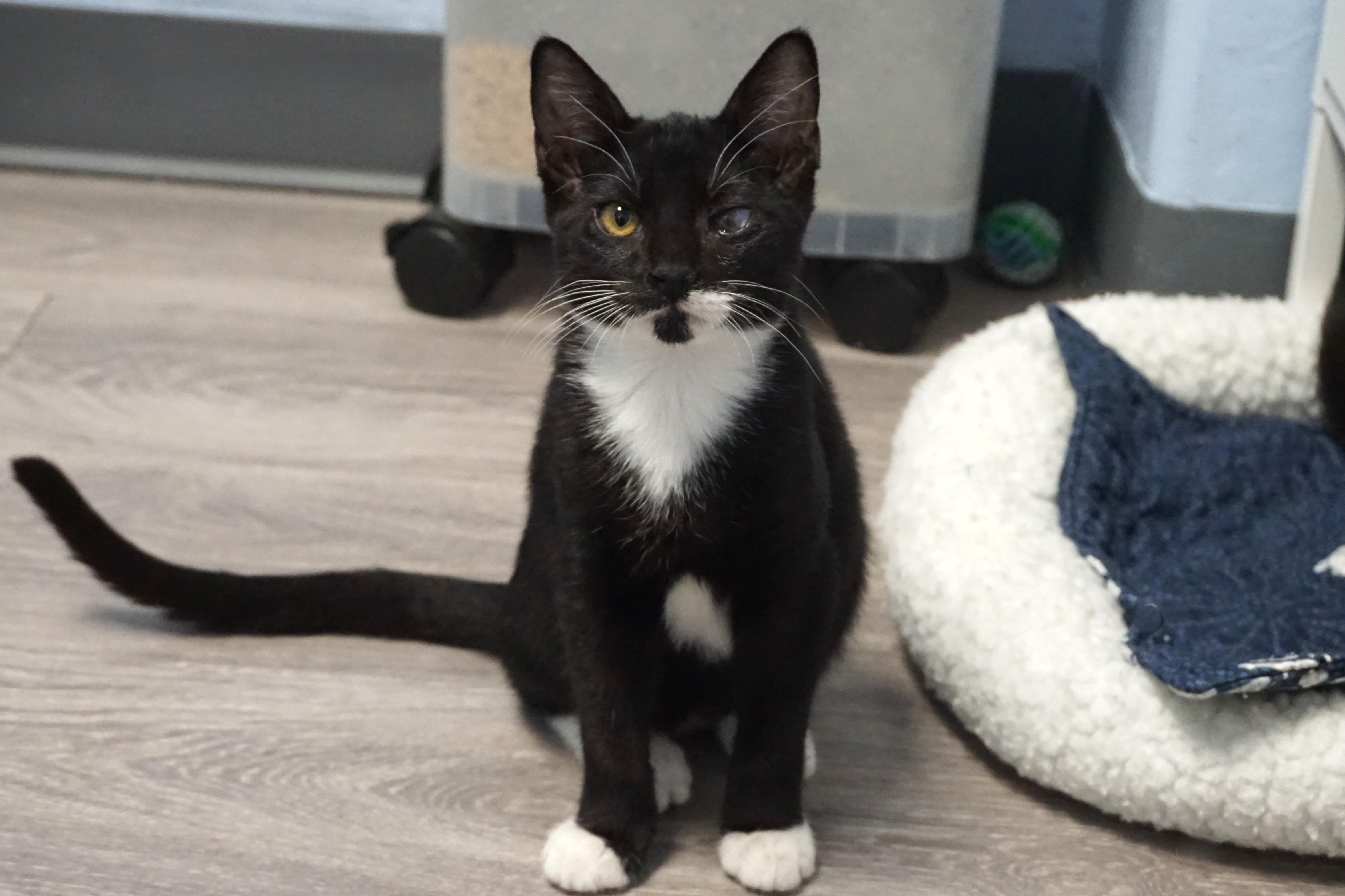 Enlarge Rigo, a Adoptable Domestic Short Hair in Fountain Hills, AZ image 6/6