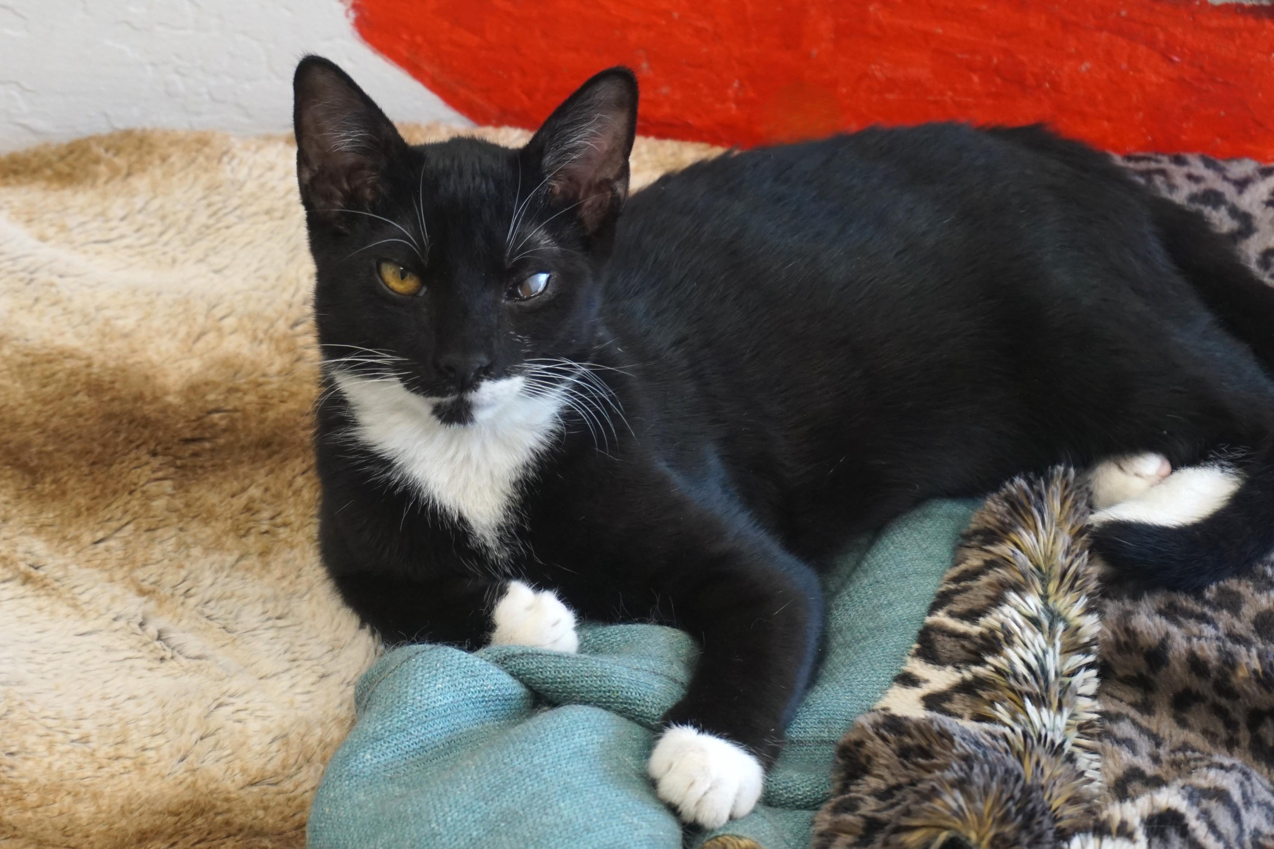 Enlarge Rigo, a Adoptable Domestic Short Hair in Fountain Hills, AZ image 1/6