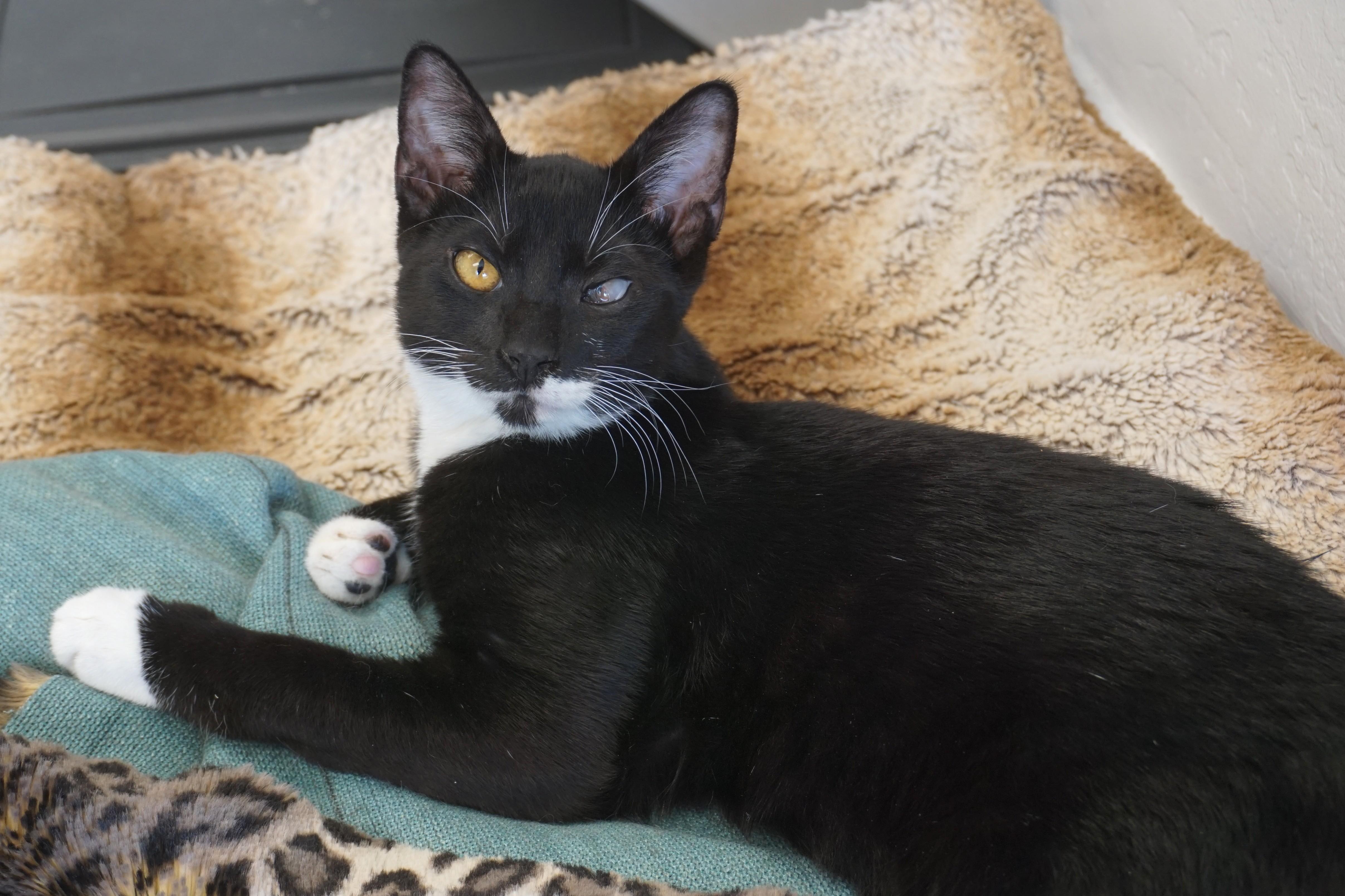 Enlarge Rigo, a Adoptable Domestic Short Hair in Fountain Hills, AZ image 4/6