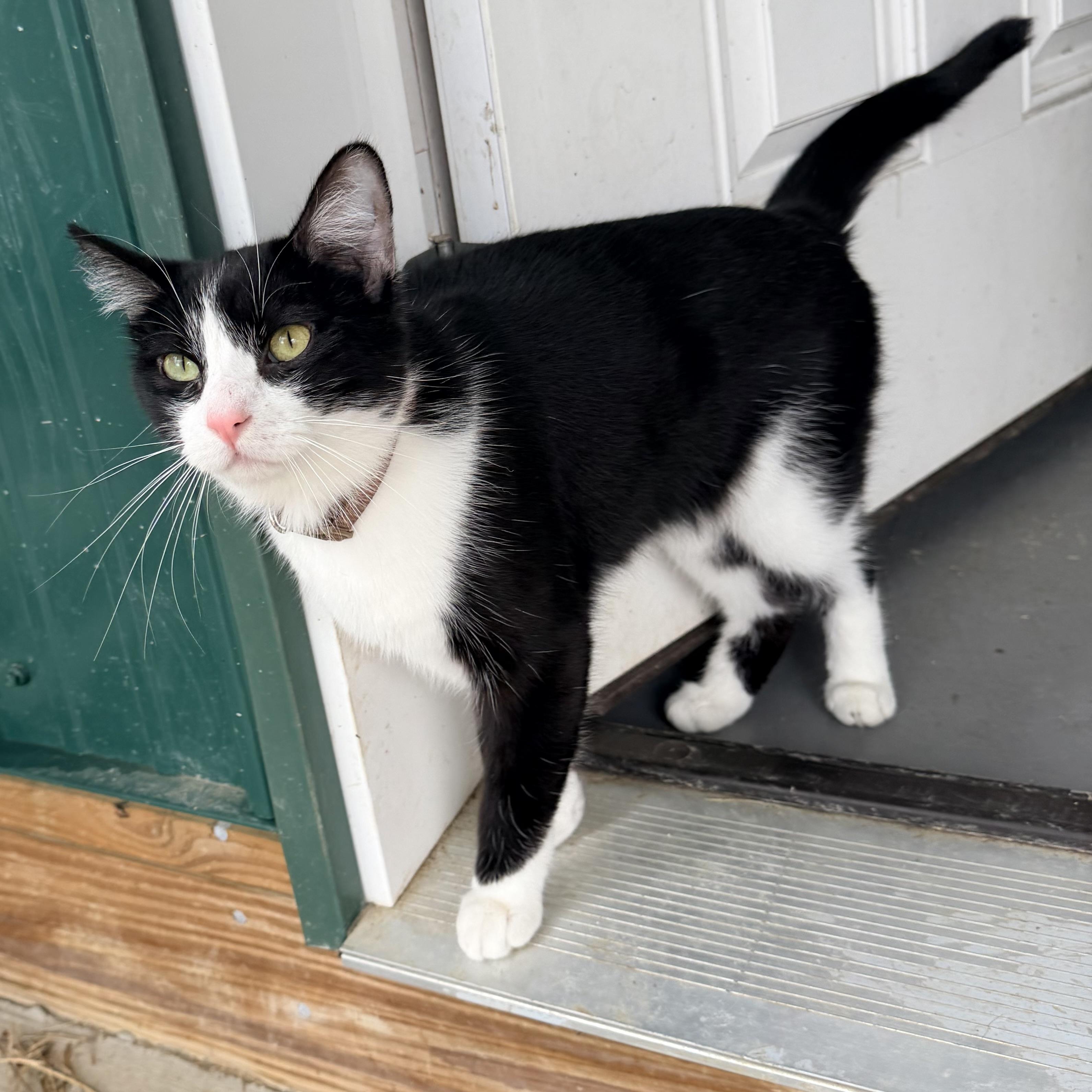 Enlarge Chip, an adopted mixed breed in Pittsburgh, PA image 4/5