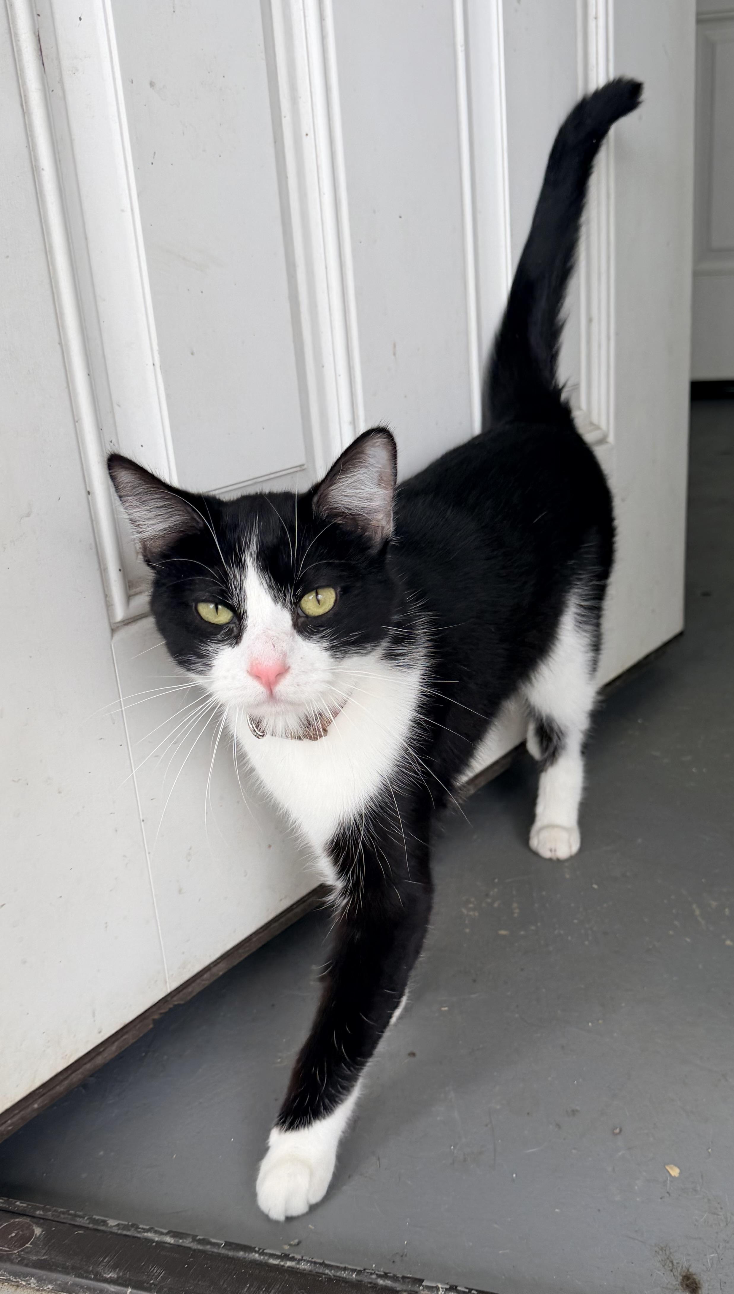 Enlarge Chip, an adopted mixed breed in Pittsburgh, PA image 5/5