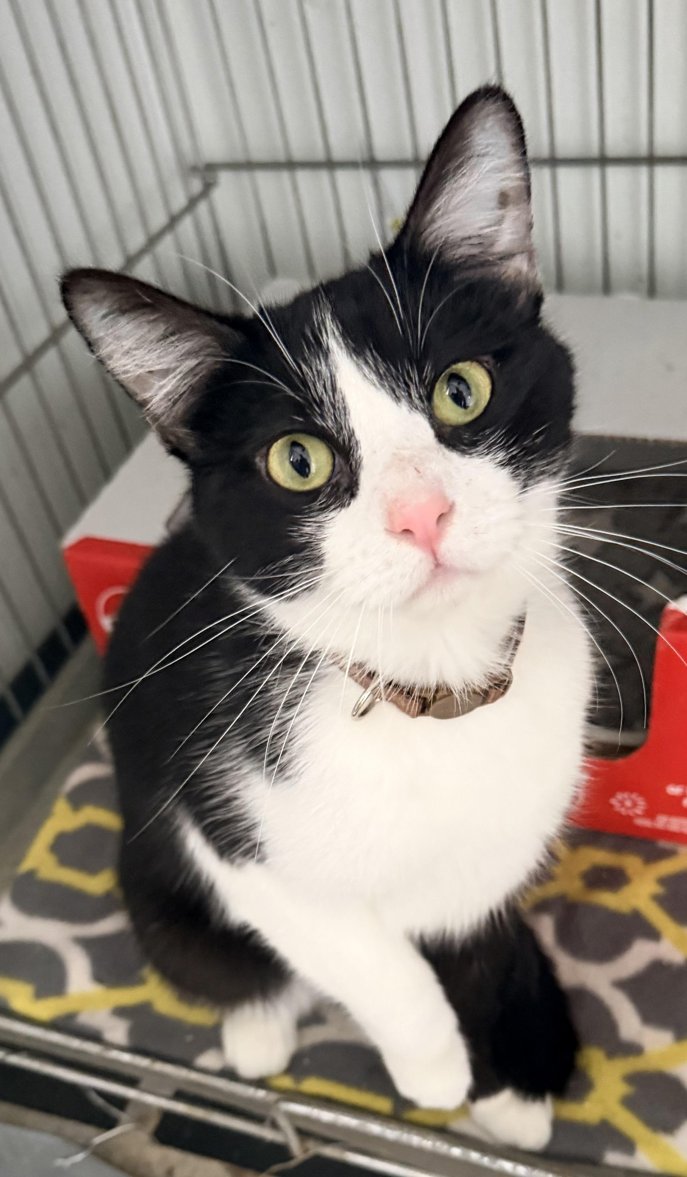 Chip, adopted, Young Male Tuxedo & Domestic Short Hair.