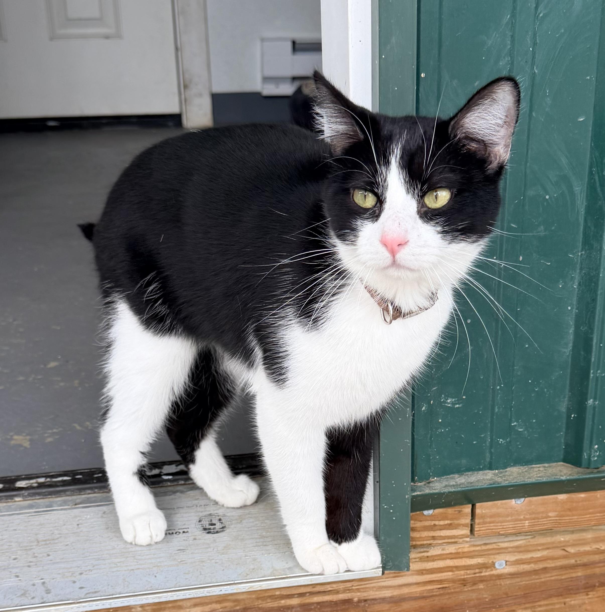 Enlarge Chip, an adopted mixed breed in Pittsburgh, PA image 3/5