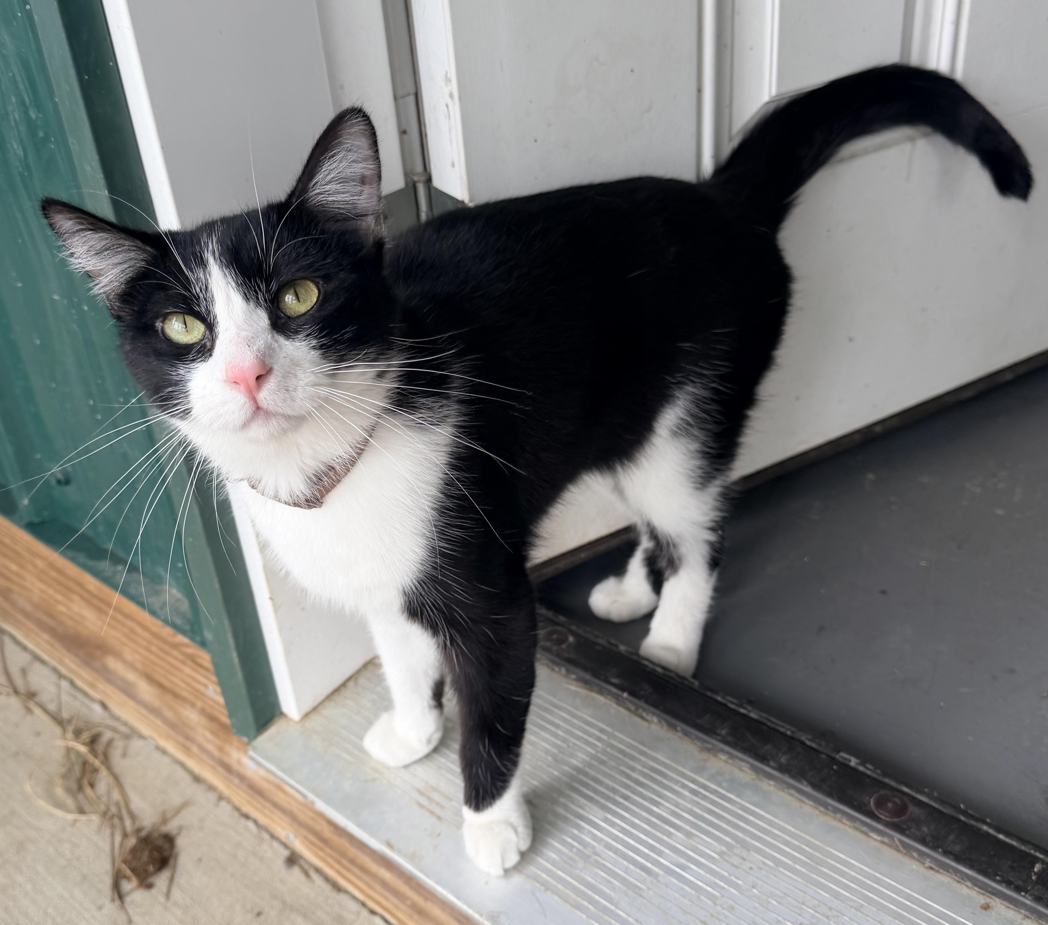 Enlarge Chip, an adopted mixed breed in Pittsburgh, PA image 2/5