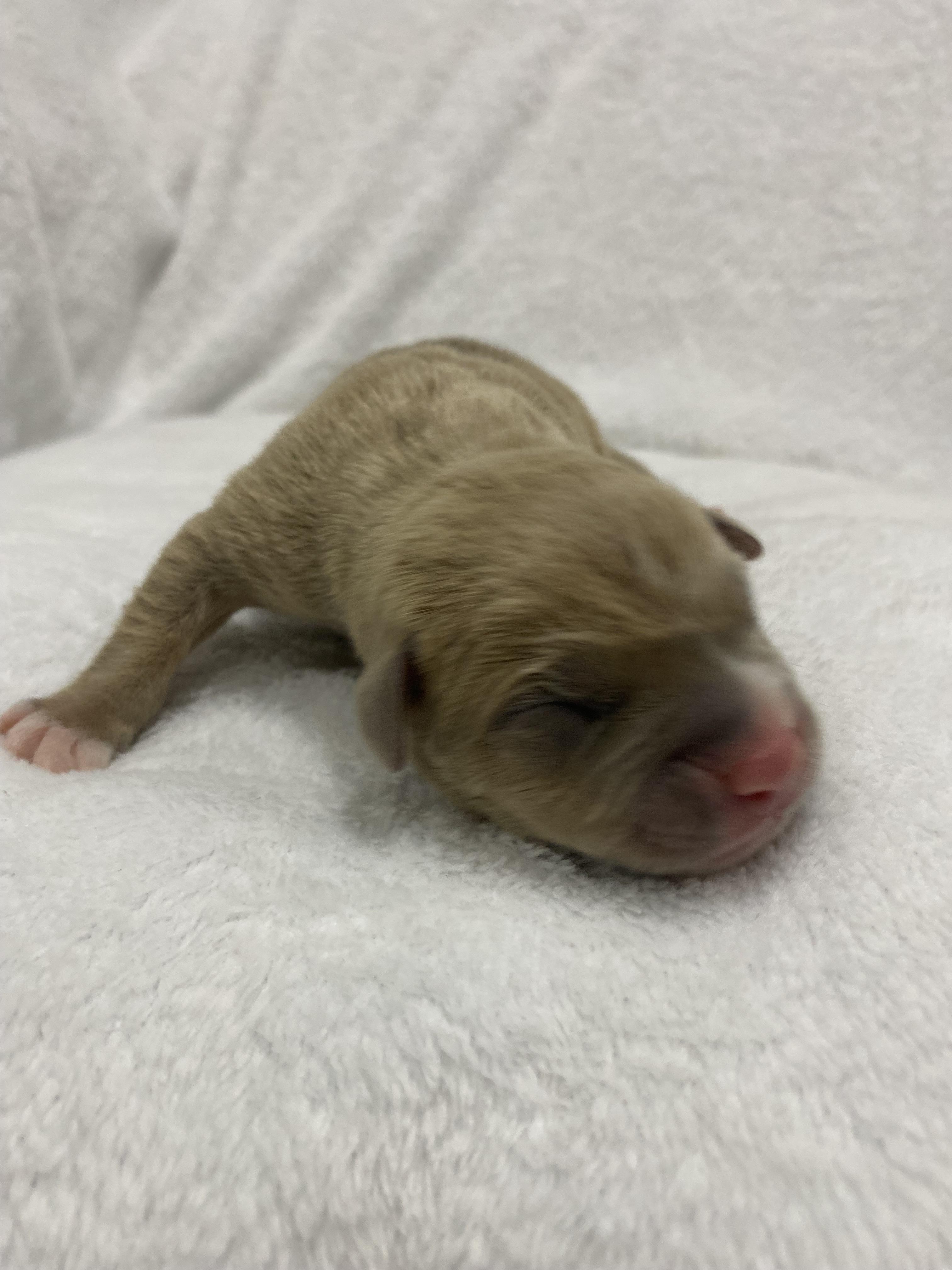 Enlarge Fawn, a Adopted American Bully in Clarksburg, ON image 1/1