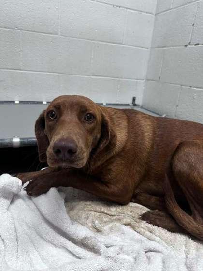 Enlarge Dorothy, a Adoptable mixed breed in Gulfport, MS image 1/2