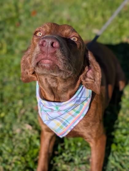 Enlarge Dorothy, a Adoptable mixed breed in Gulfport, MS image 2/2
