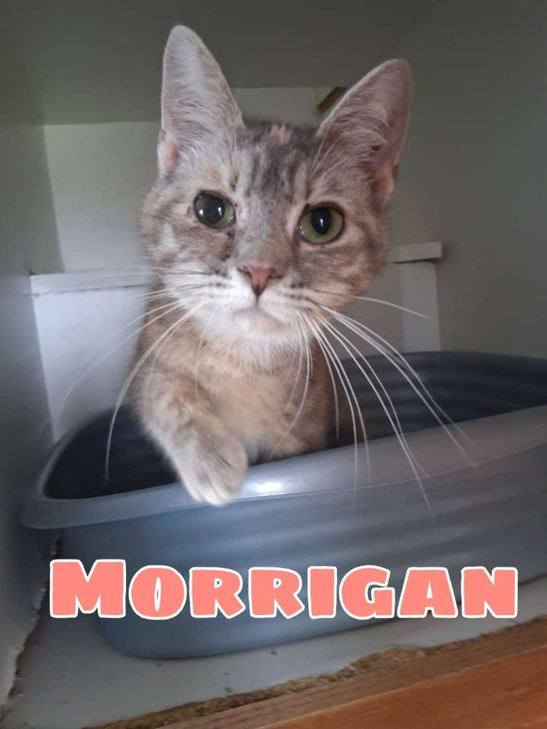 Enlarge Morrigan, a Adoptable Domestic Short Hair in Hillsboro, OH image 1/2
