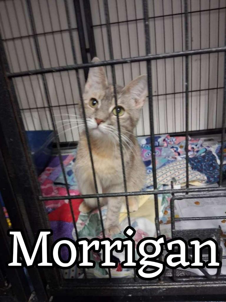 Enlarge Morrigan, a Adoptable Domestic Short Hair in Hillsboro, OH image 2/2