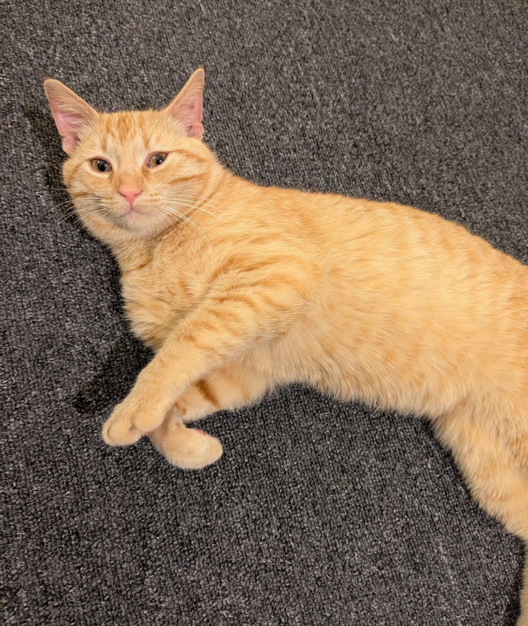 Scotchie-Sweet Boy!!, Adoptable, Young Male Domestic Medium Hair.