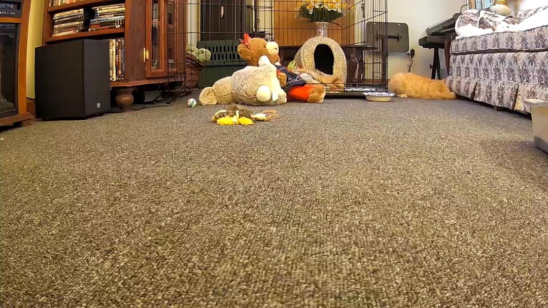 Scotchie-Sweet Boy!!, a Adoptable Domestic Medium Hair in Yorkville, IL image 2/5