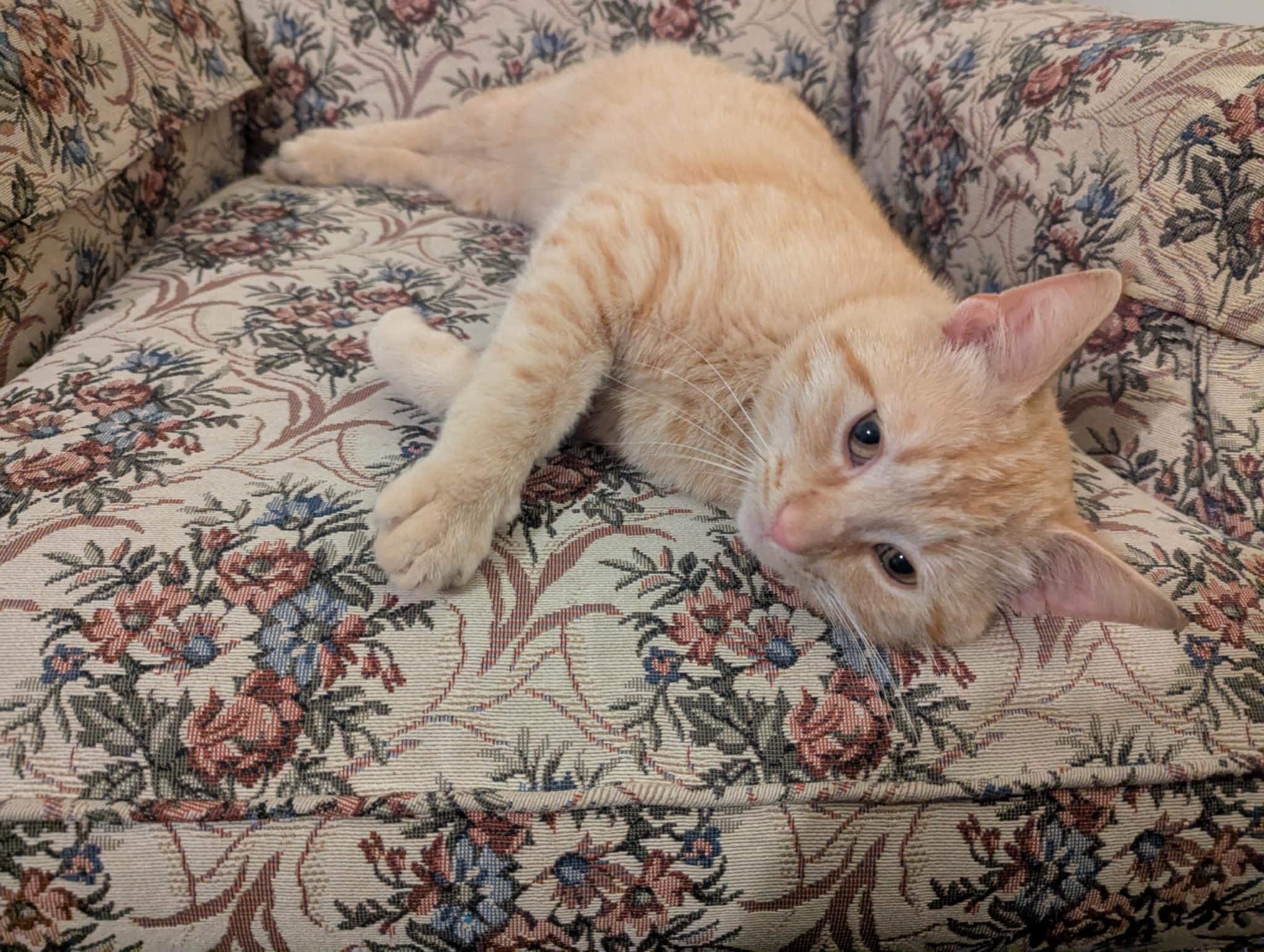 Scotchie-Sweet Boy!!