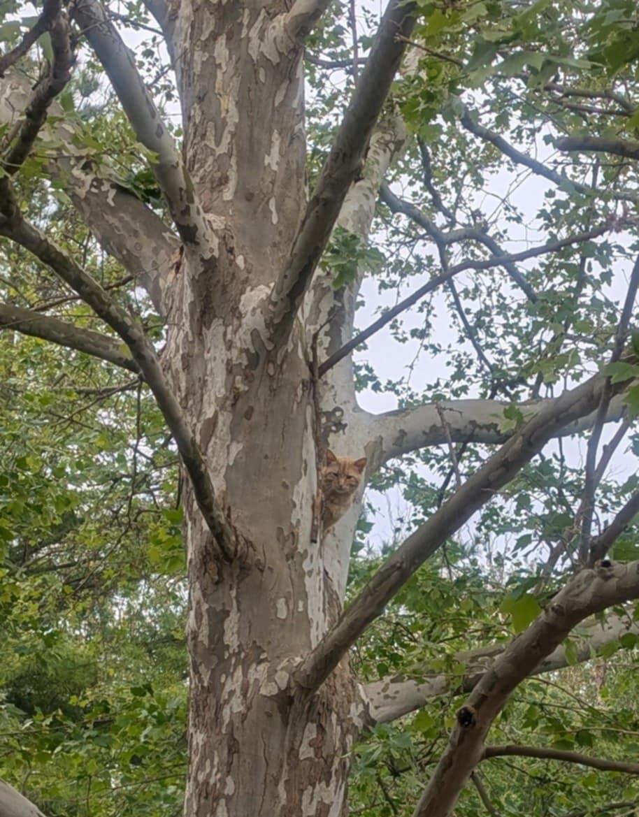 Scotchie-Sweet Boy!!, a Adoptable Domestic Medium Hair in Yorkville, IL image 4/5