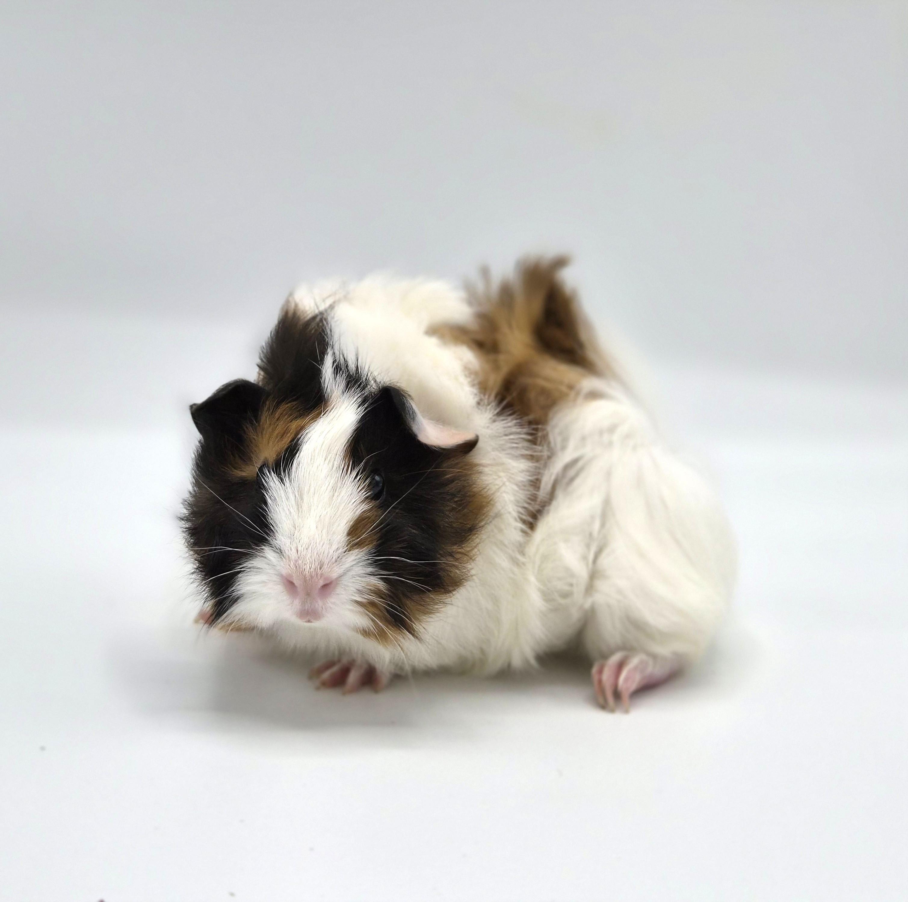 Enlarge Camellia, an adopted mixed breed in Angleton, TX image 3/3