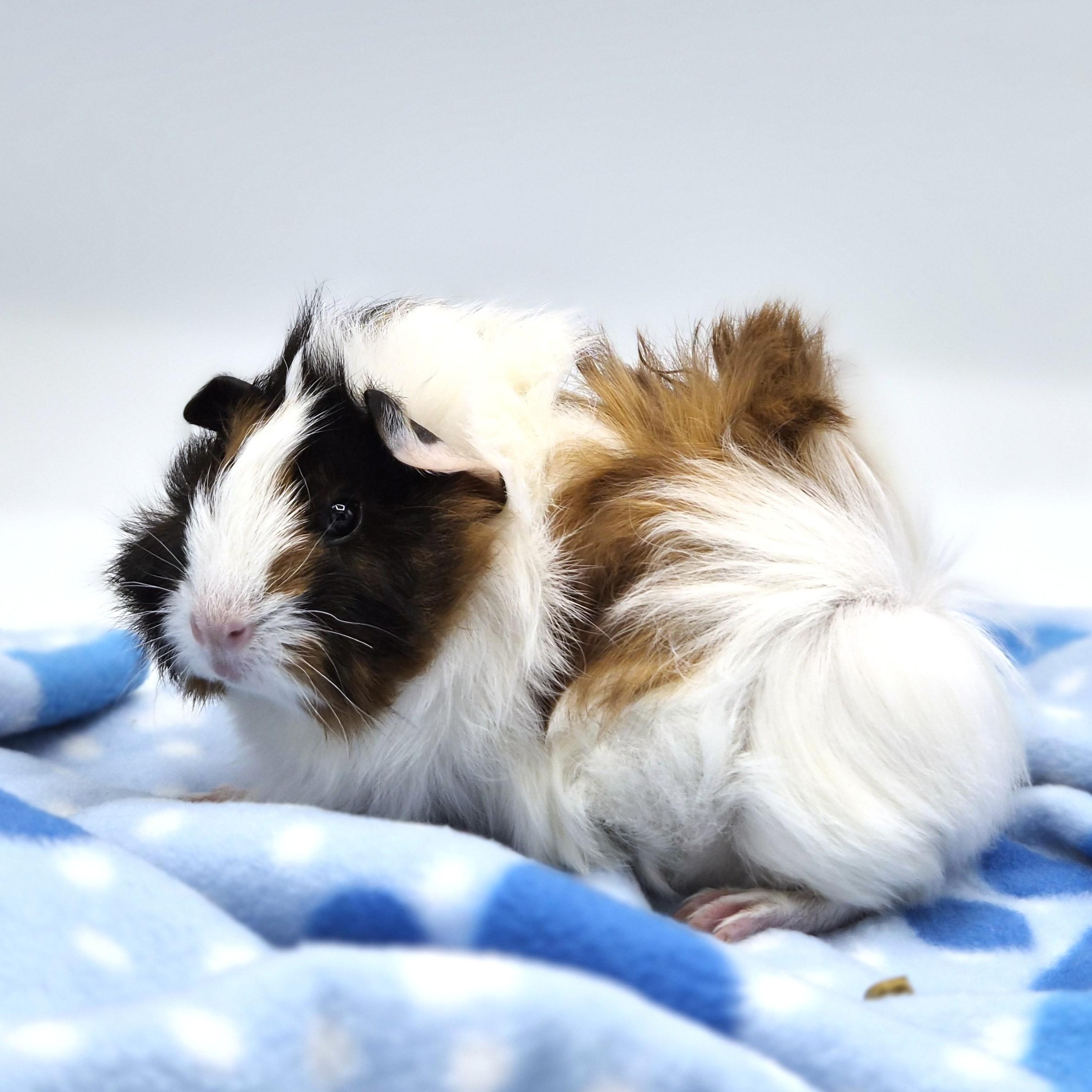 Camellia, ADOPTABLE, Baby Female Abyssinian & Peruvian.