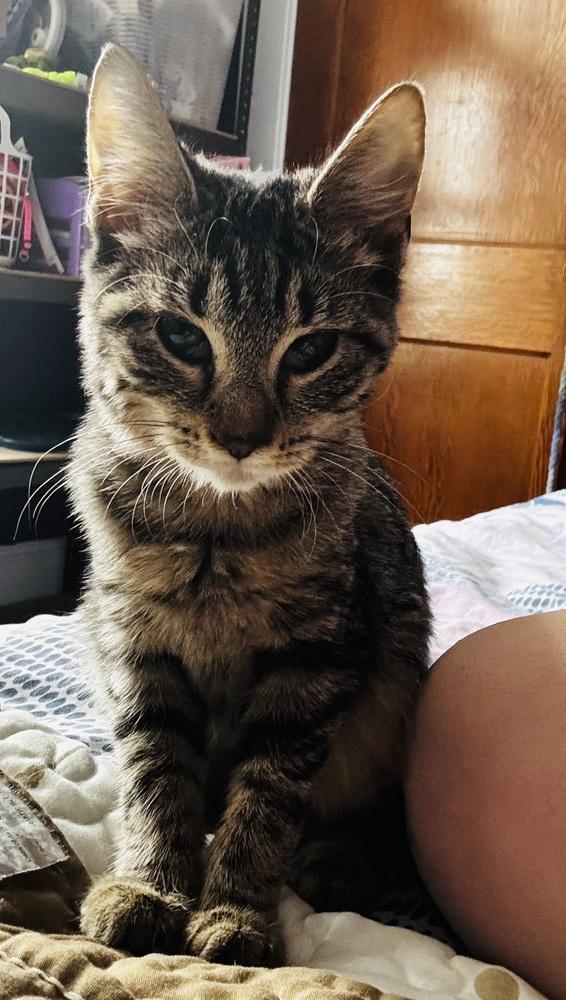 Mindy, Adoptable, Kitten Female Domestic Short Hair.