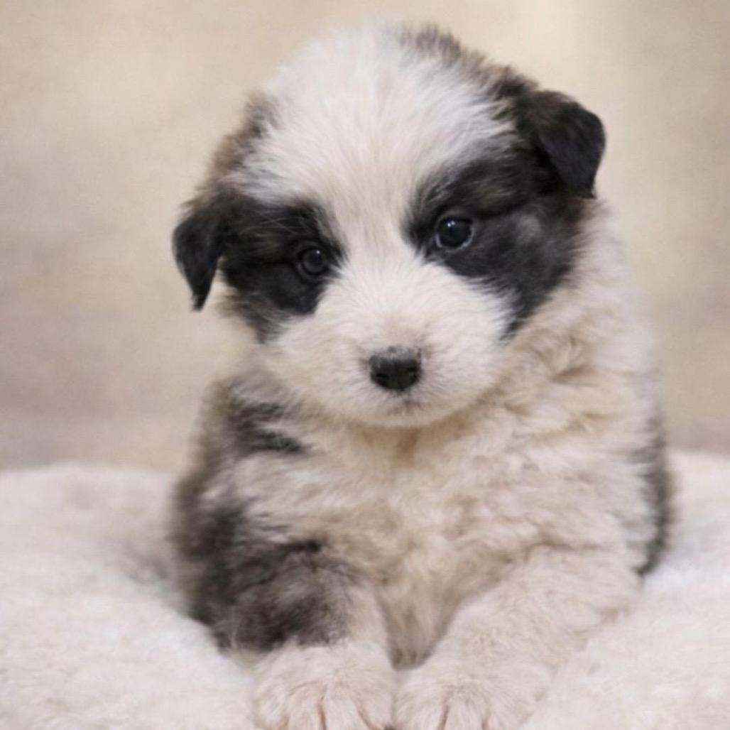 Enlarge Milo (in PA), a Adoptable Mixed Breed in Shoemakersville, PA image 1/1